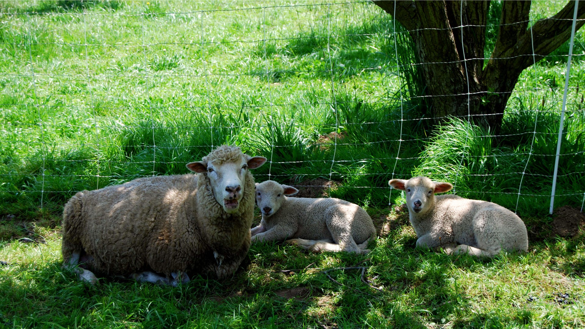 Philo_Apple_Farm_Sheep