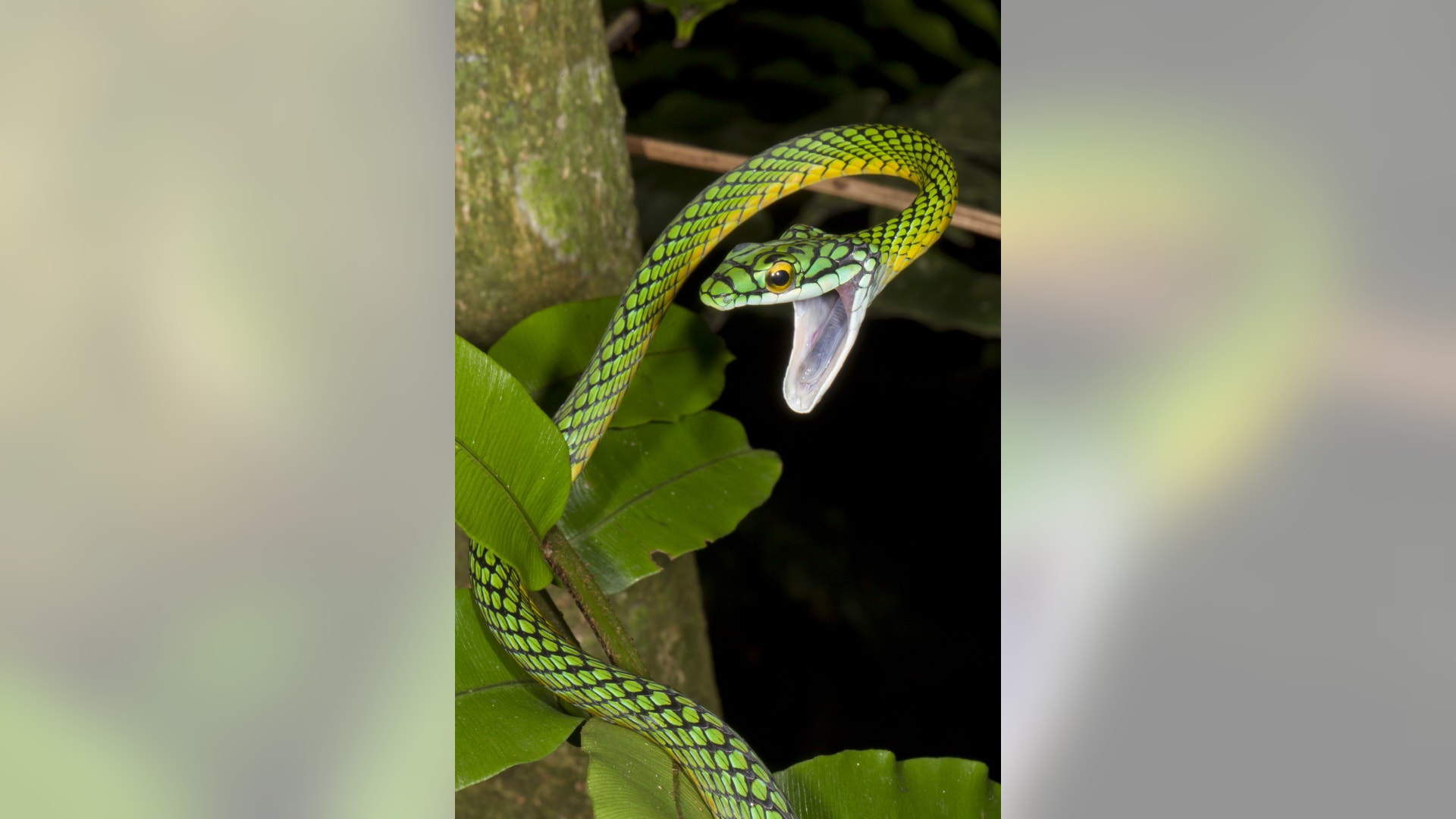 Photo_10_Parrot_snake_Mileniusz_Spanowicz__WCS