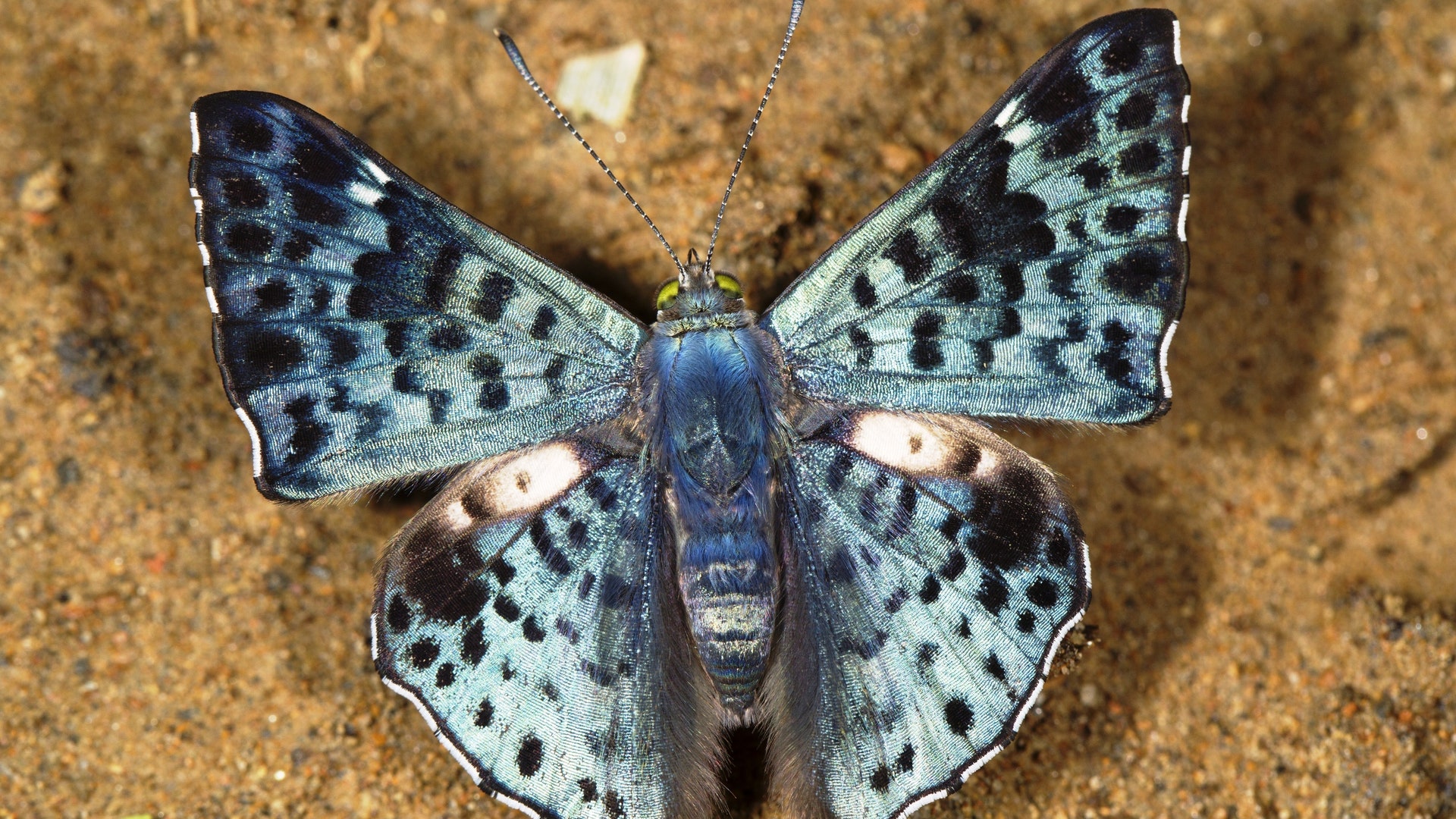 Photo_2_Butterfly_2___Mileniusz_Spanowicz