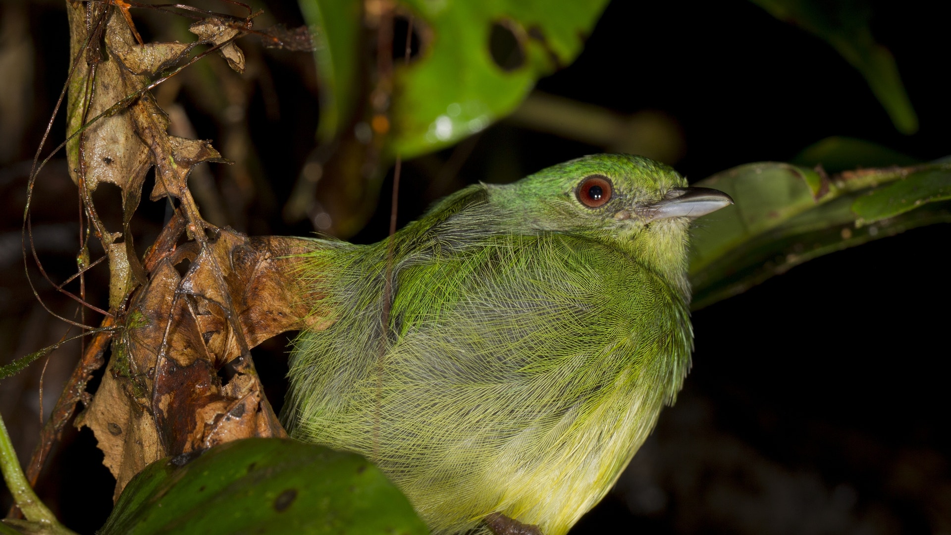 Photo_3_Female_Blue_crowned_Manakin___Mileniusz_Spanowicz_WCS