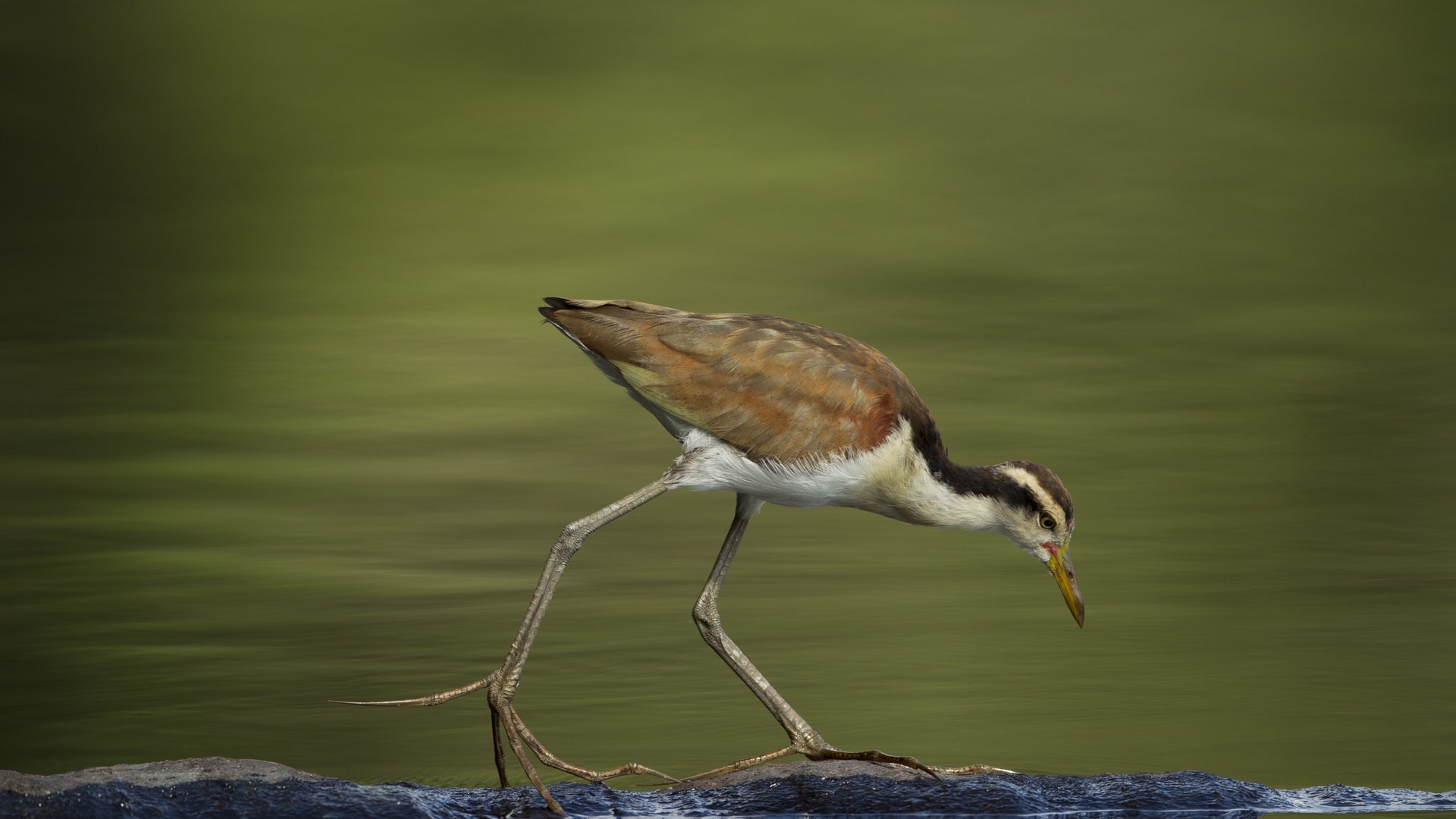 Photo_4_Juvenile_Wattled_Jacana___Mileniusz_Spanowicz_WCS