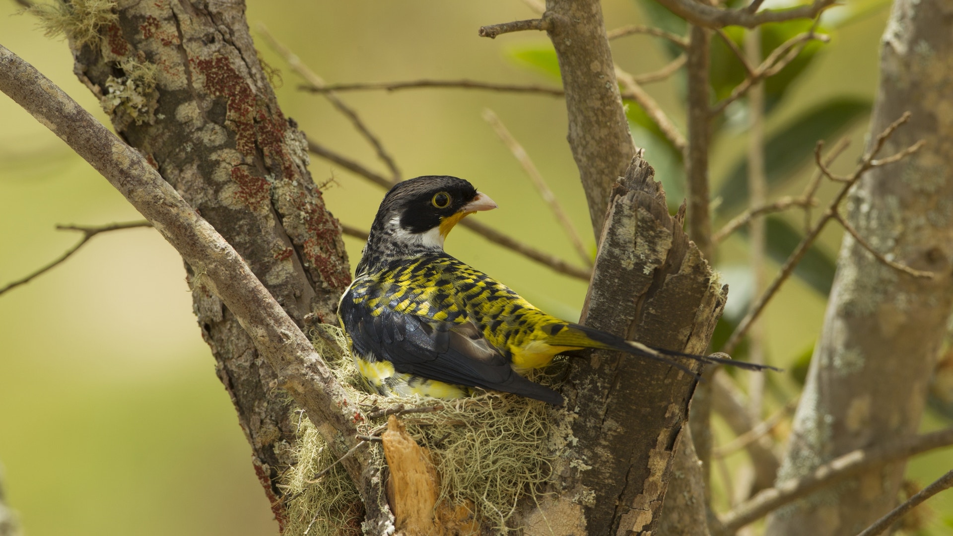 Photo_5_Palkachupa_Cotinga__Mileniusz_Spanowicz___WCS