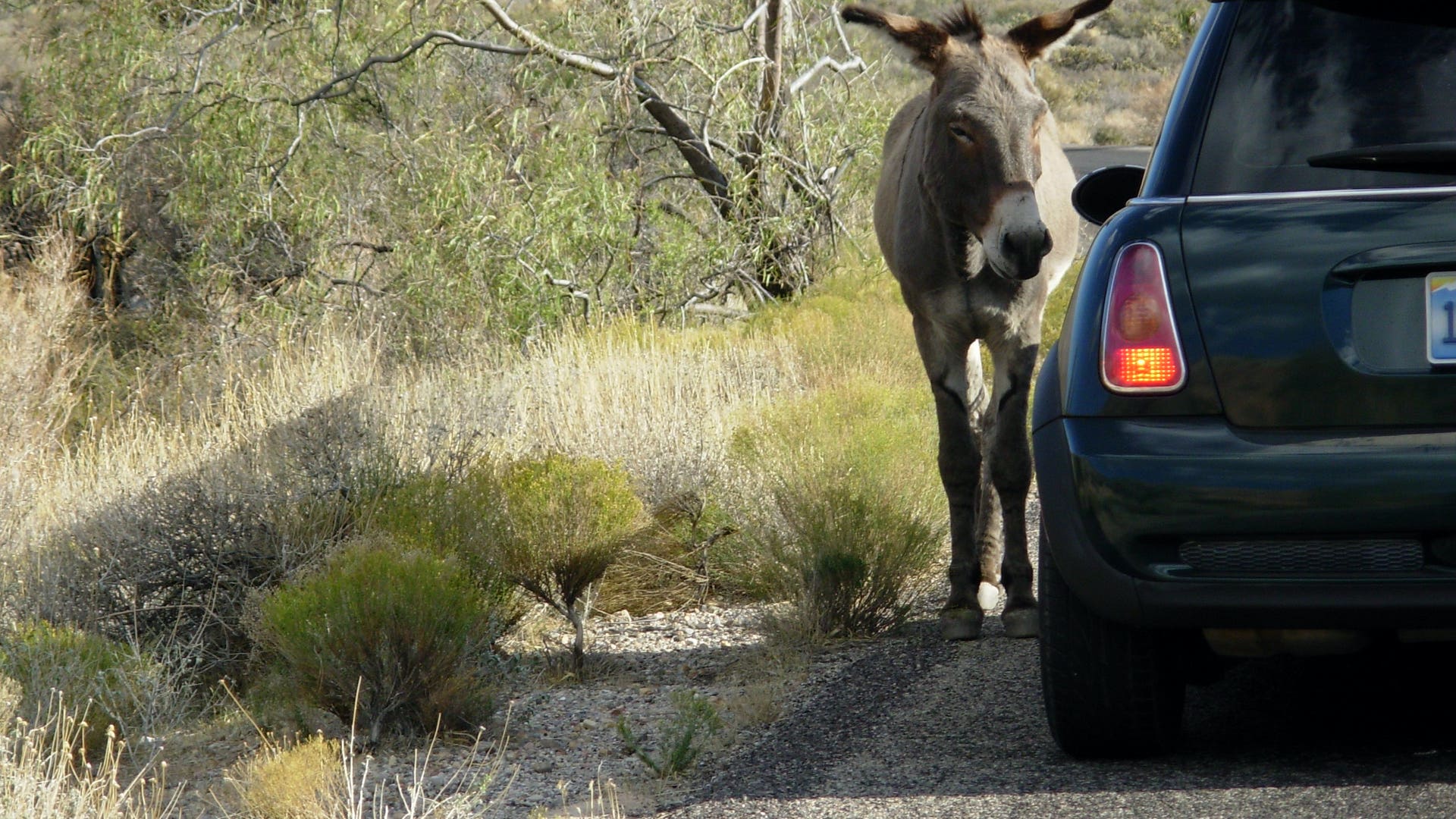 Watch for the Locals