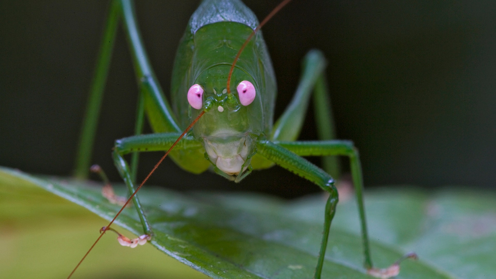 Pink_Eyed_Katydids