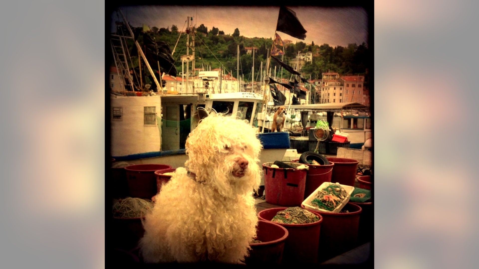 Piran_Puerto__Slovenia