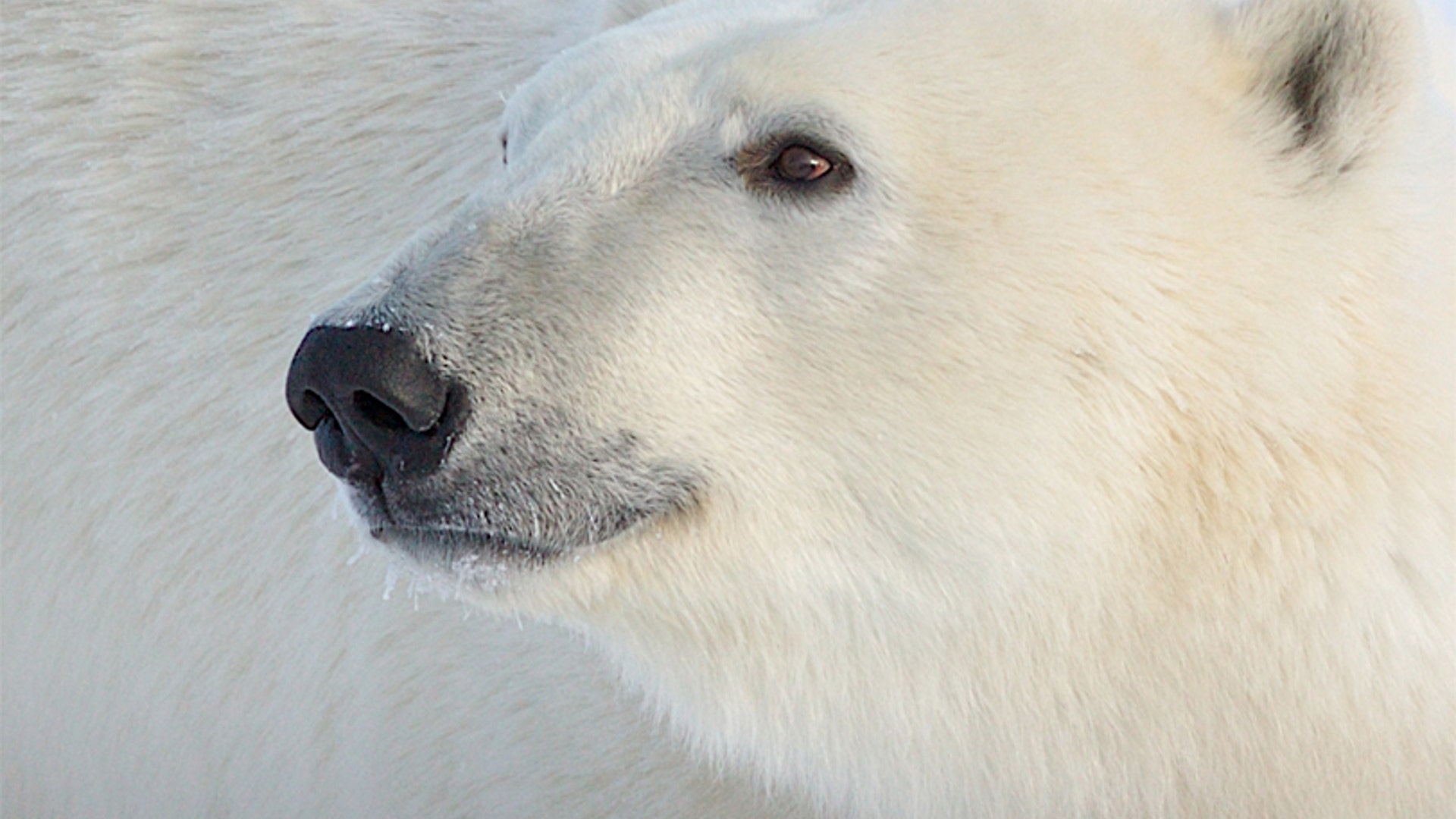 A Thoughtful Polar Bear
