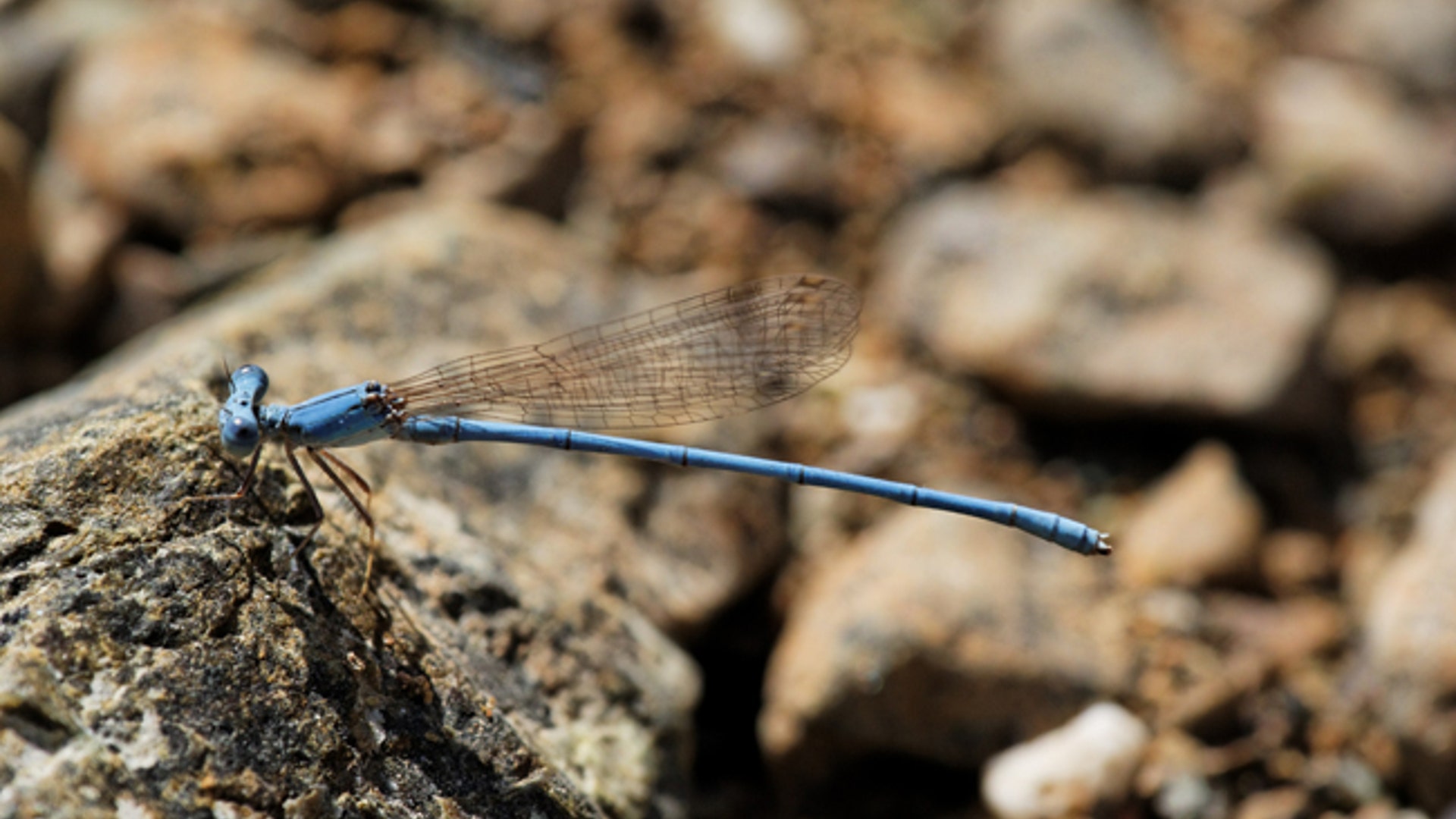 Powder_Blue_Damselfly2