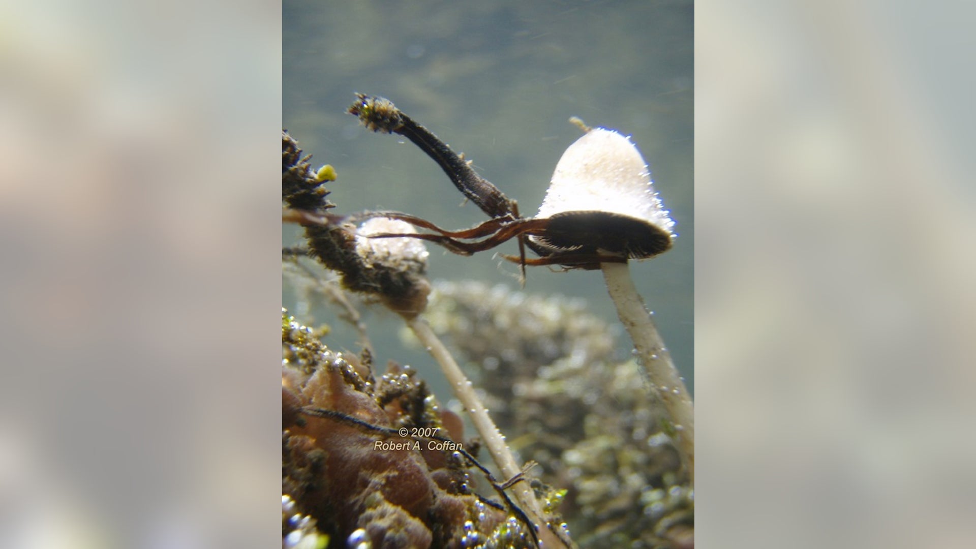 Underwater Mushroom