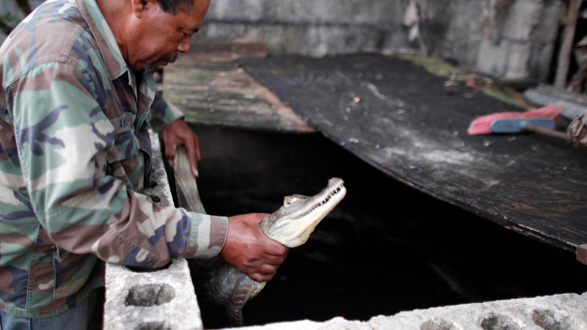 Puerto_Rico_Catching__Grat__1_