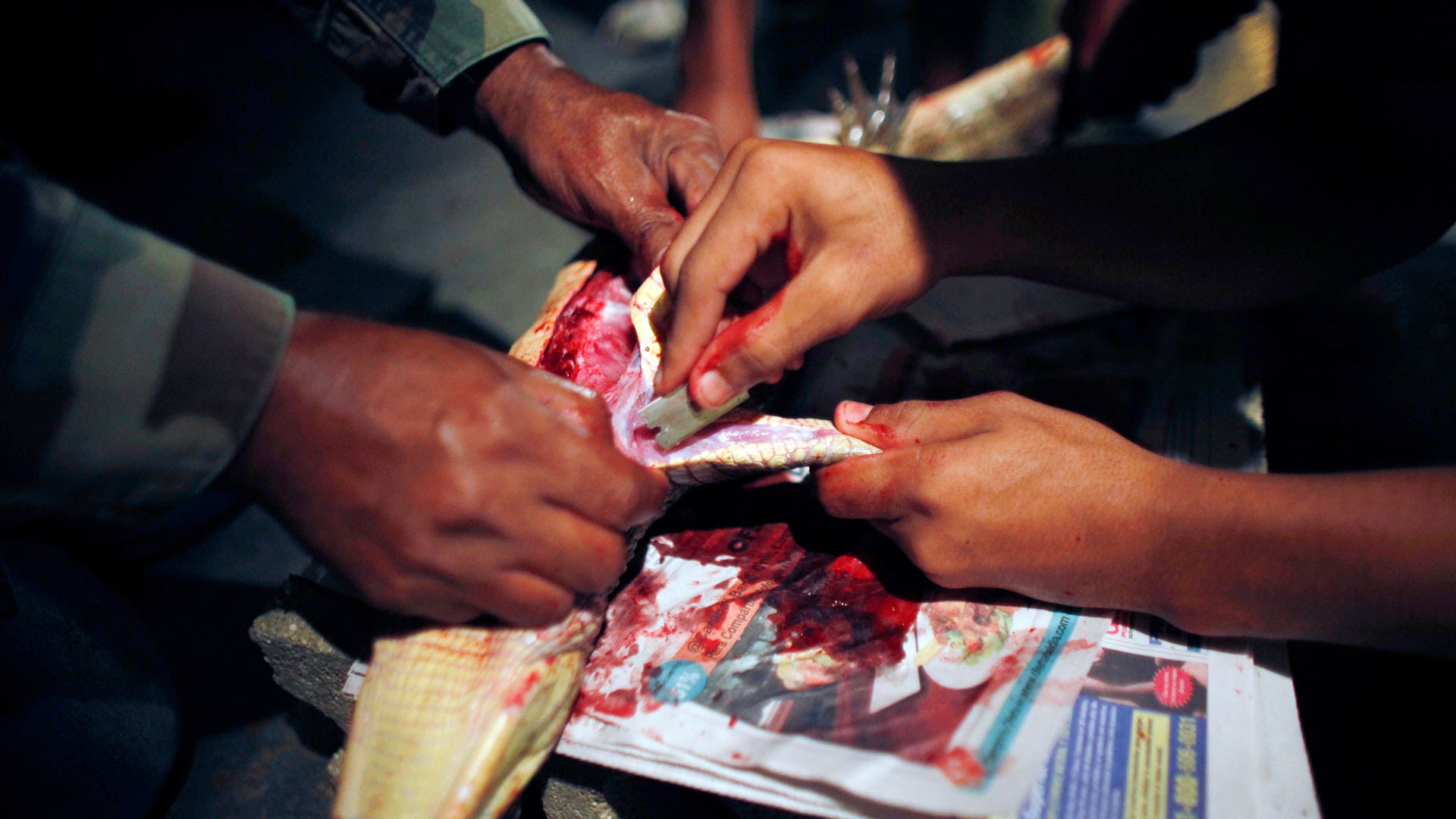 Puerto_Rico_Catching__Grat__2_