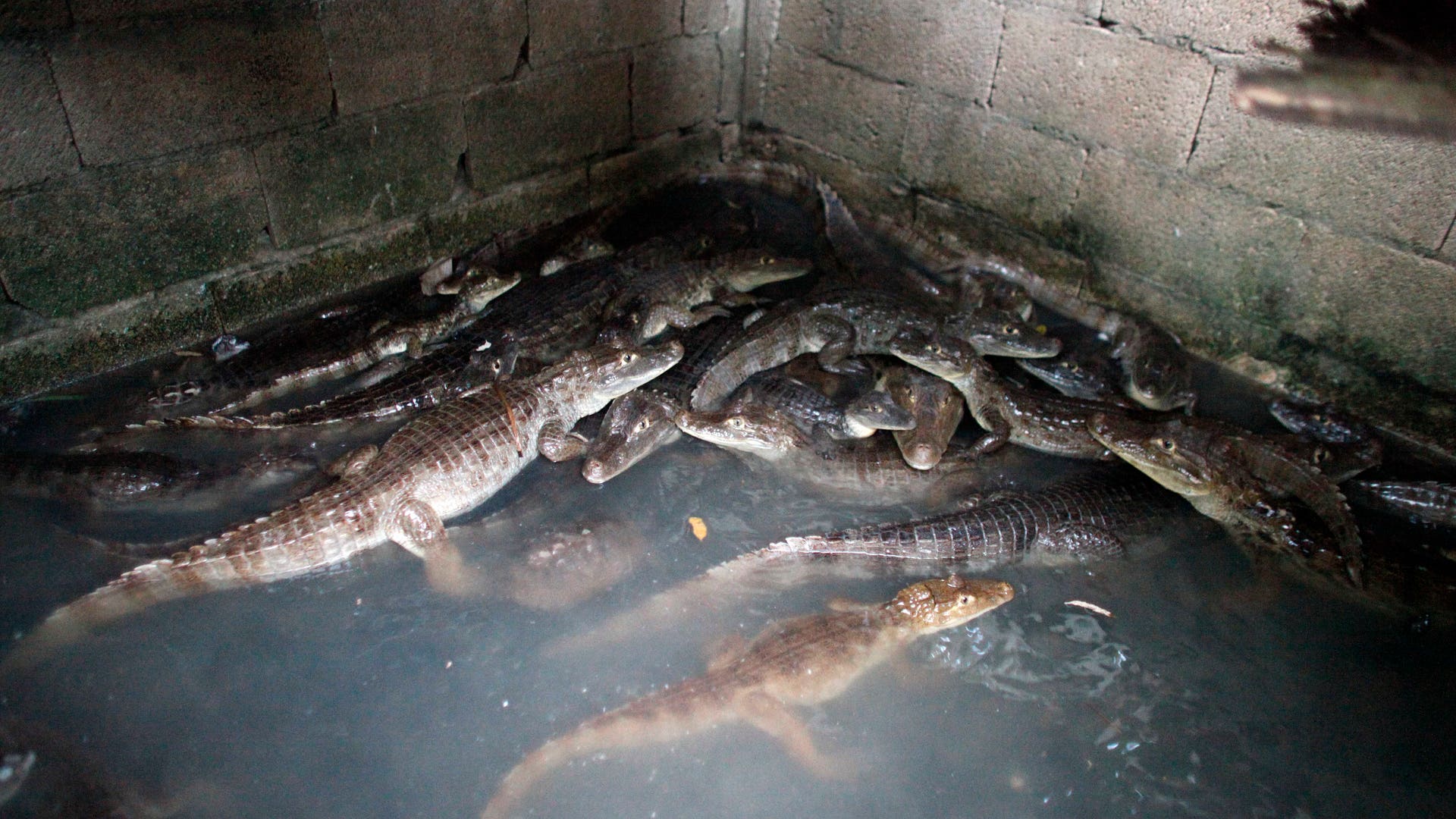 Puerto_Rico_Catching__Grat__3_