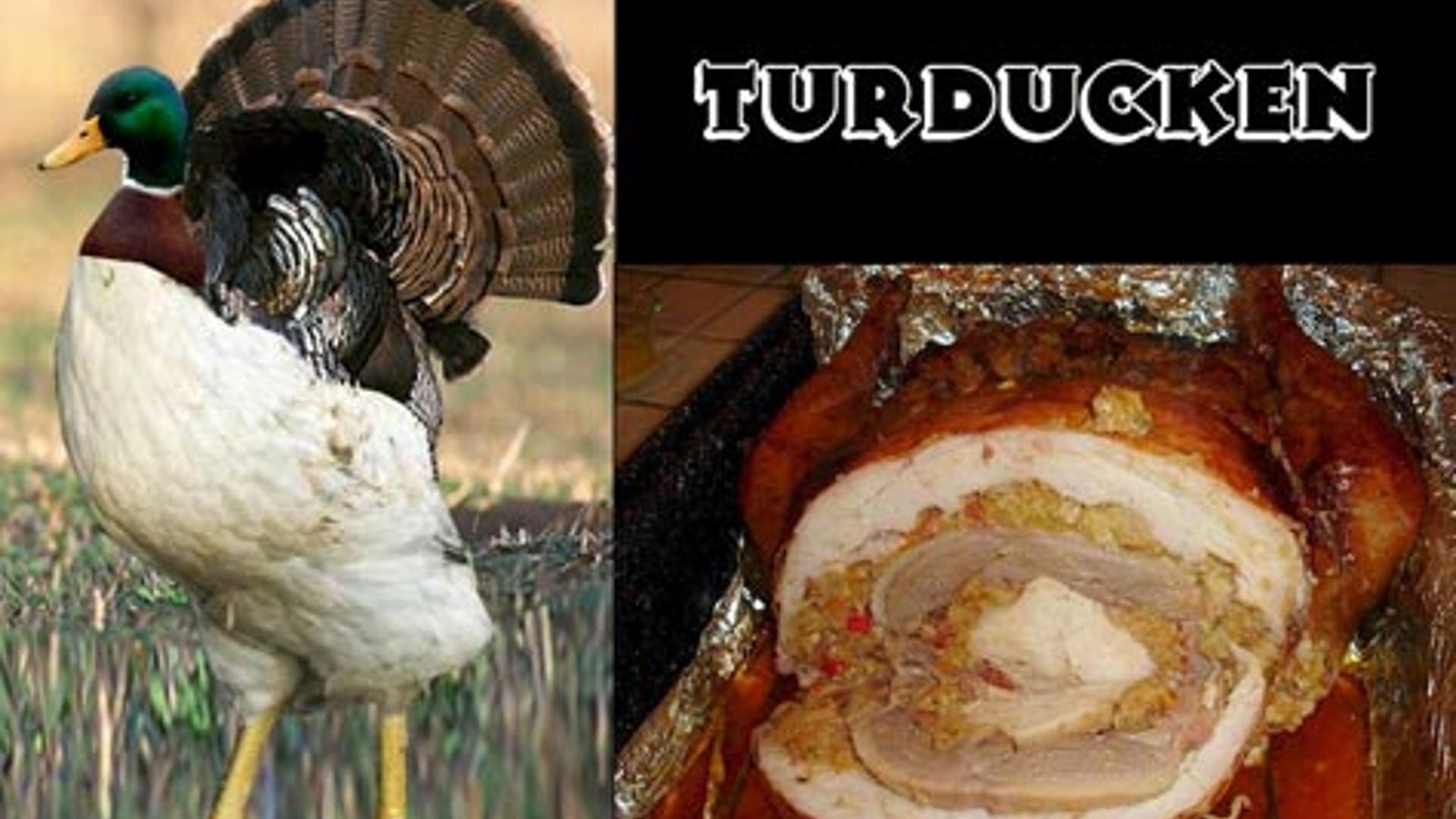 Animal Hybrids We'd Like to See