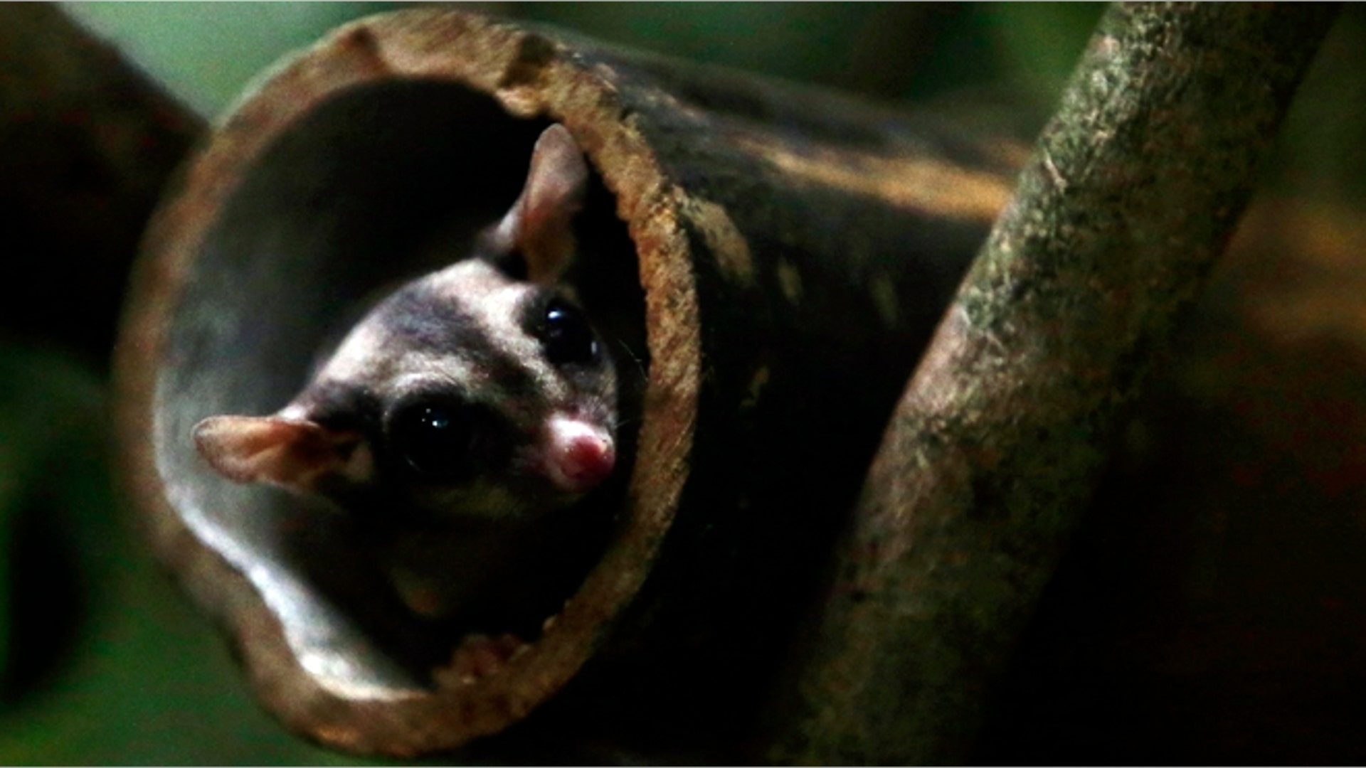 <b>Sugar Glider</b>