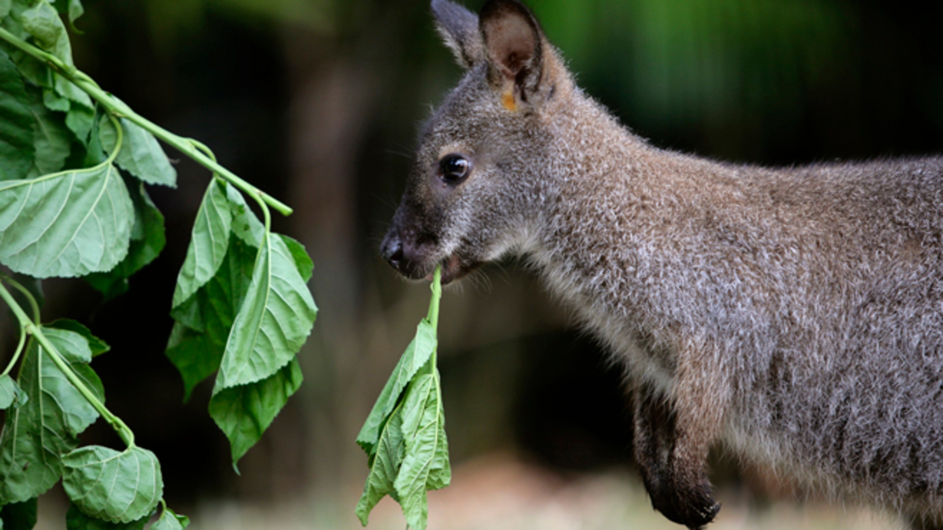 Animals You Didn't Know You Could Have As Pets | Fox News