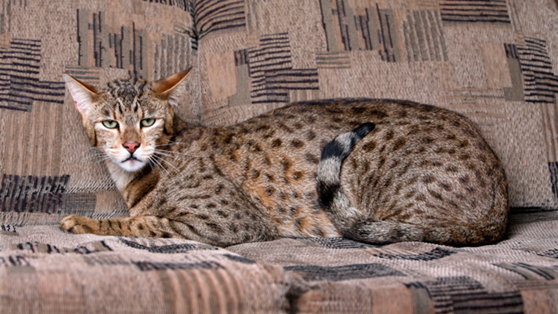 Самая большая домашняя кошка порода. Сервал Ашера Саванна. Саванна Ашера кошка. Мейн кун Ашера. Ашера Ашера кошка.
