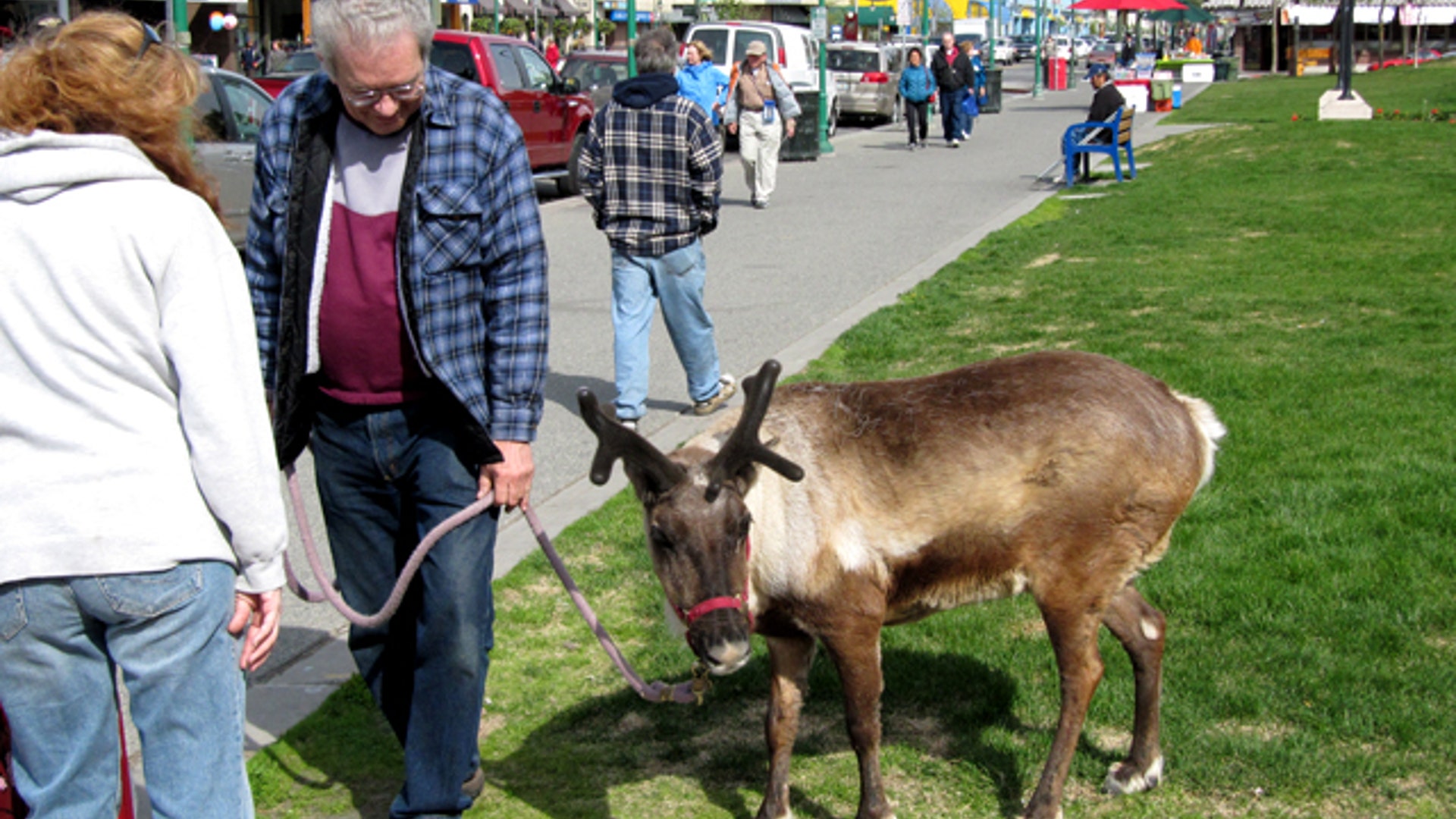 Strolling with Reindeer