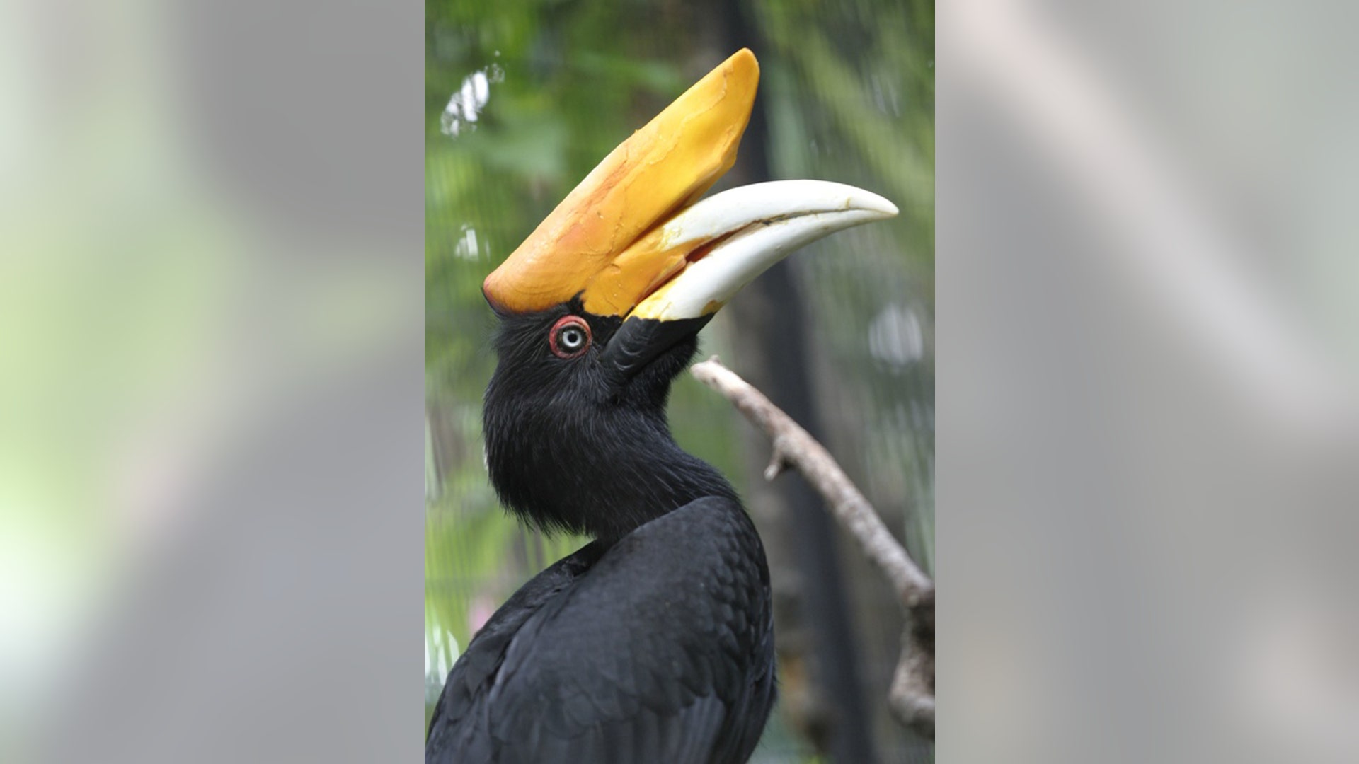 <b>Rhinoceros Hornbill</b>