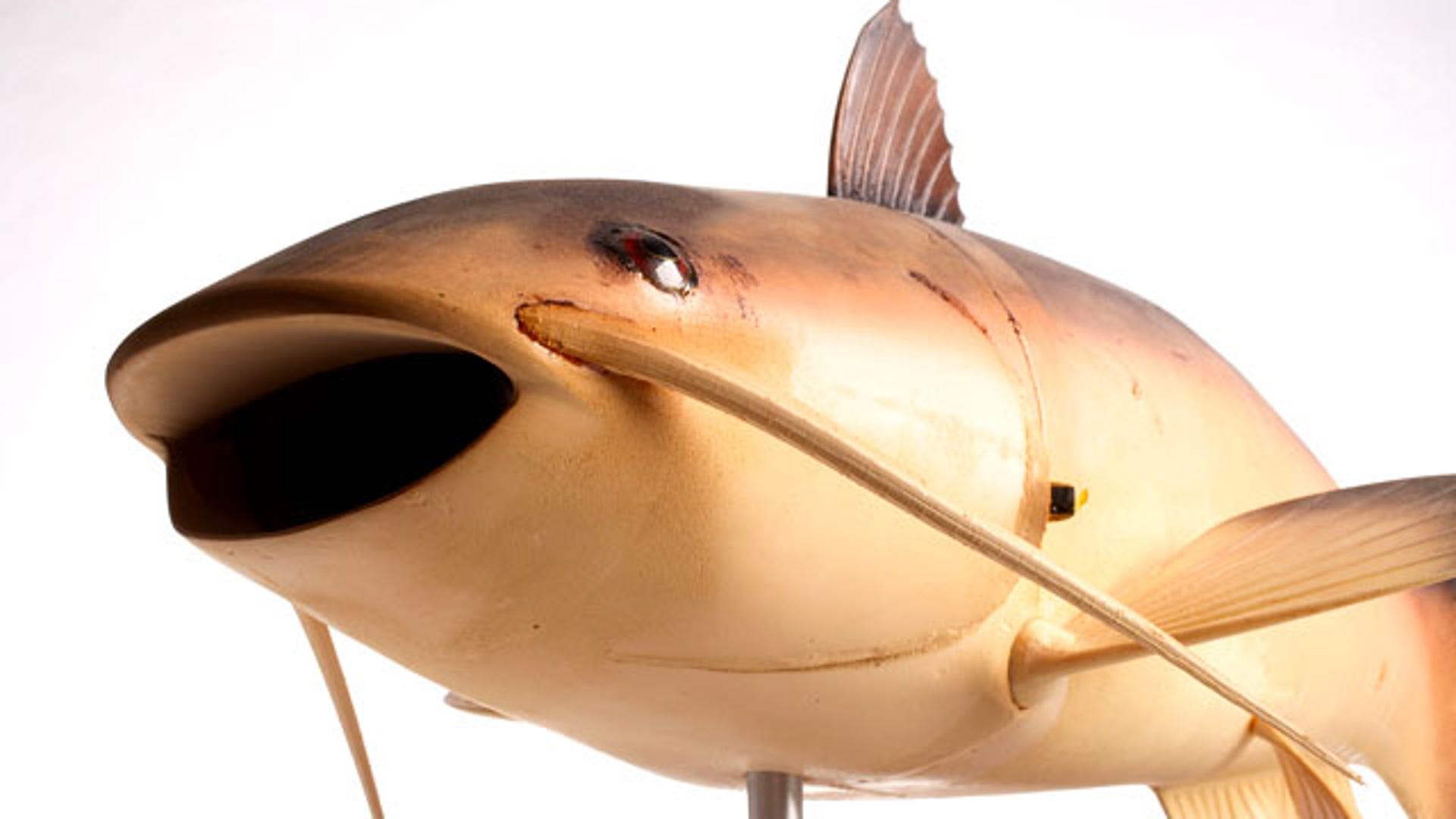 Robot_Fish_Charlie_2