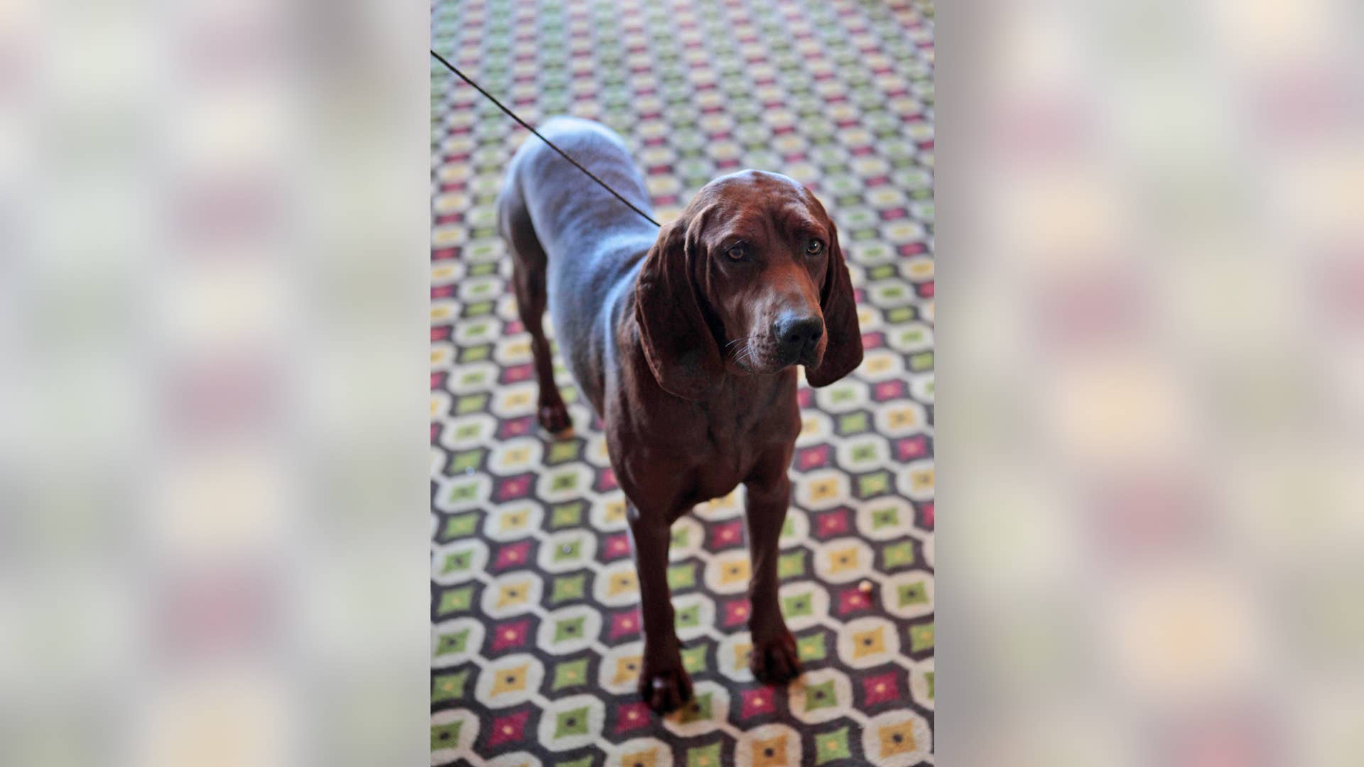 Rufus__a_Redbone_Coonhound