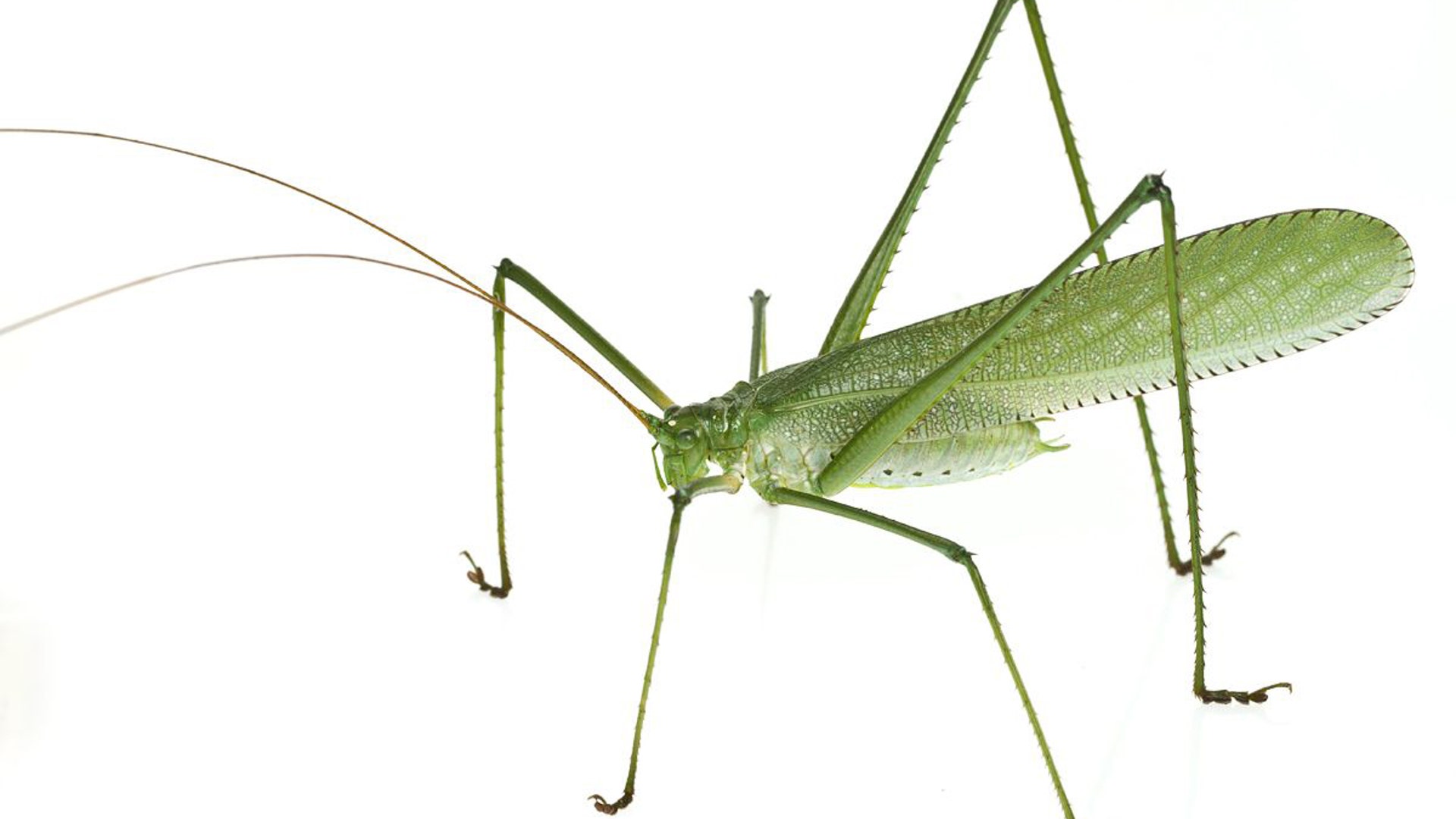 SE_Suriname_new_species_3