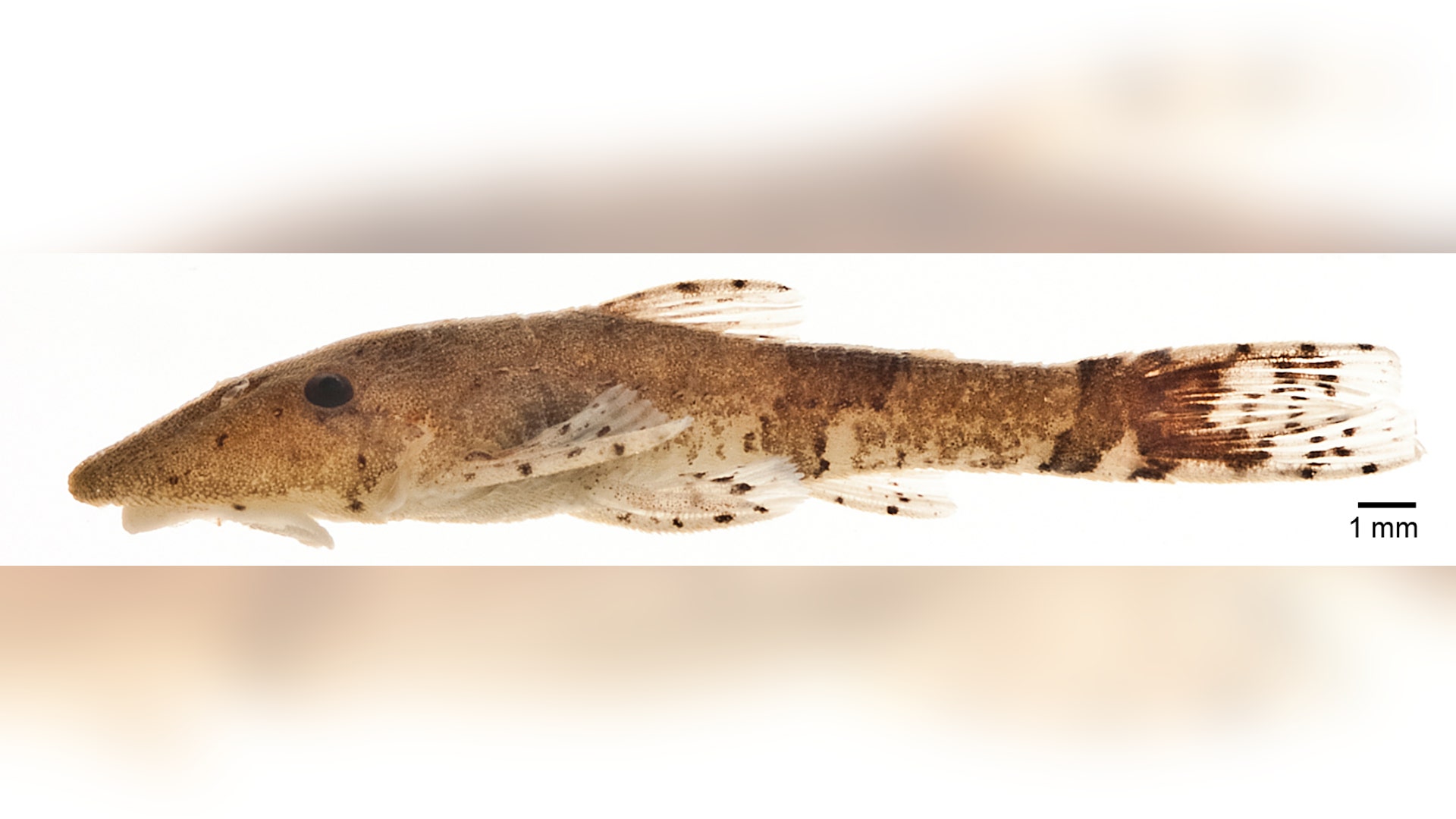 SE_Suriname_new_species_7a