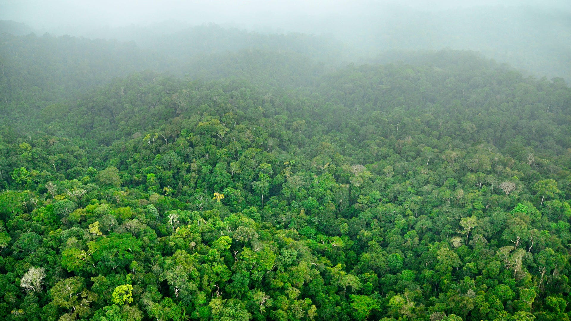 SE_Suriname_new_species