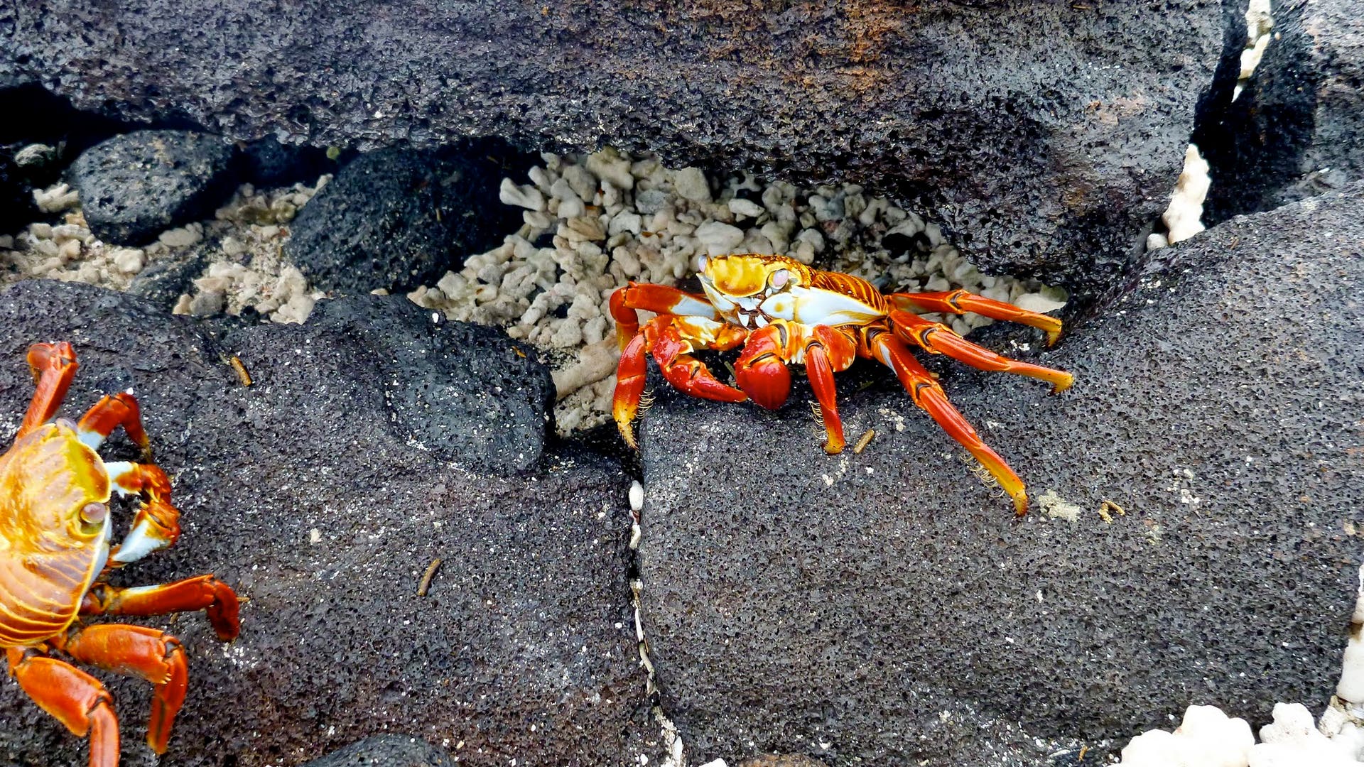 Sally_Lightfoot_Crabs