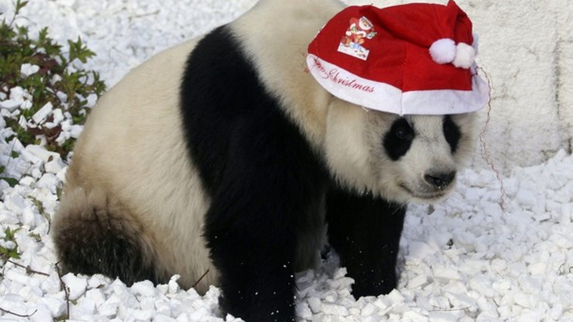 Santas_Around_World2