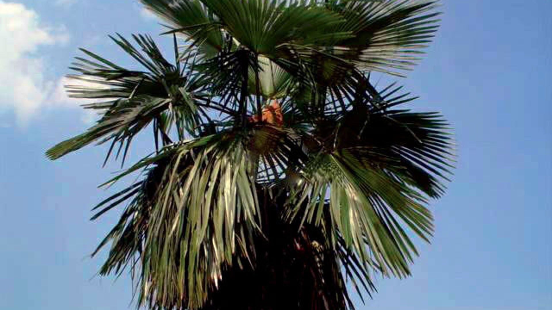 Saramati_Palm