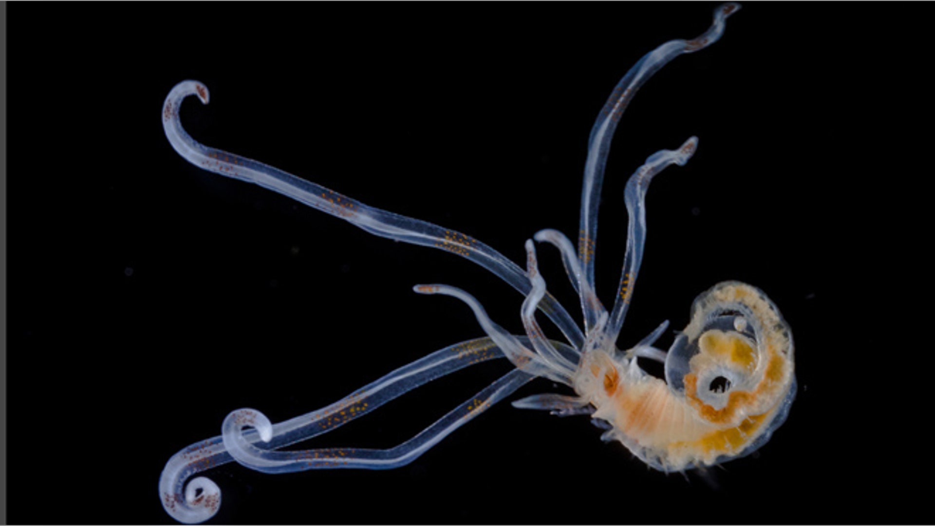 Sardet_Entry_23953_IMG_2095_Annelid_Larvae_