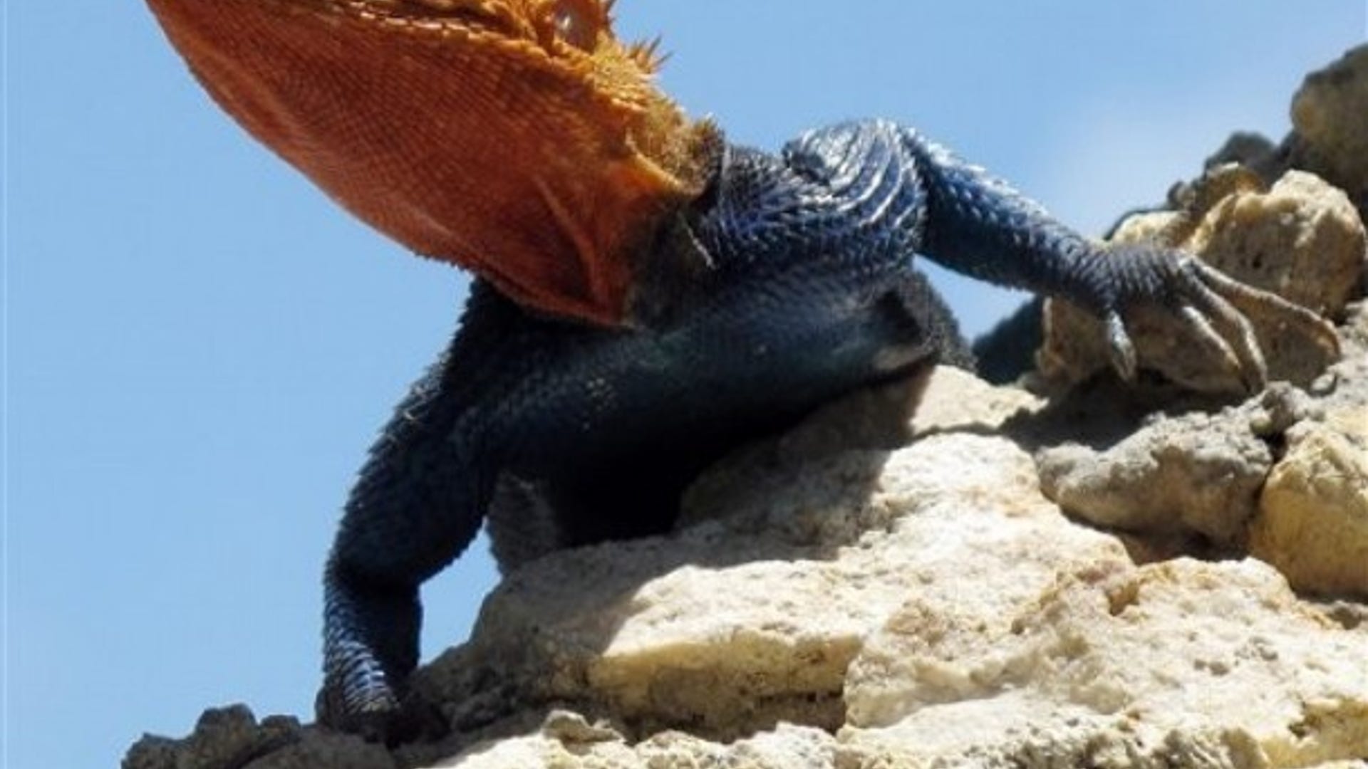 Savannah_Monitor_Lizard