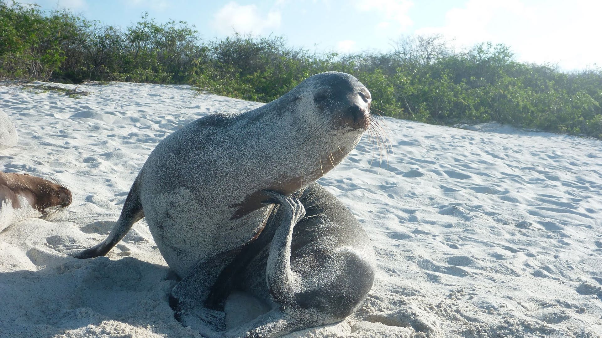 Sea_Lion_Scratching