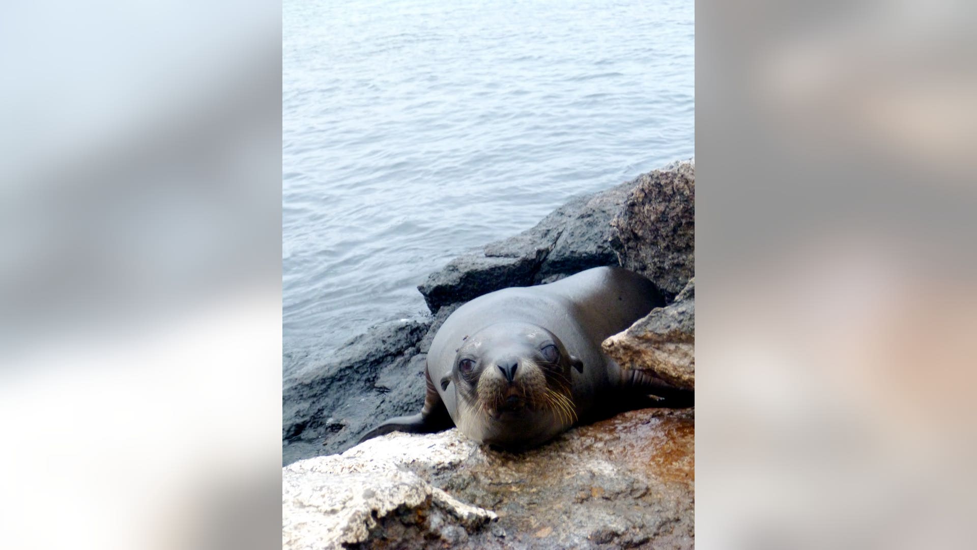 Sea_Lion_Stare_on_Chinese_Hat