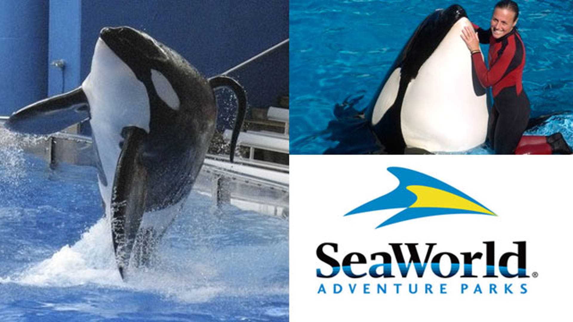 SeaWorld Killer Whale Attacks