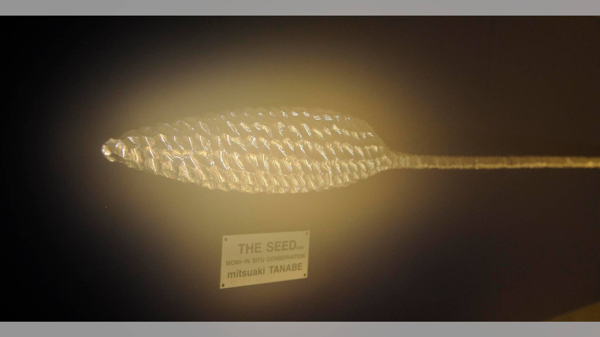 Artwork in the Seedbank