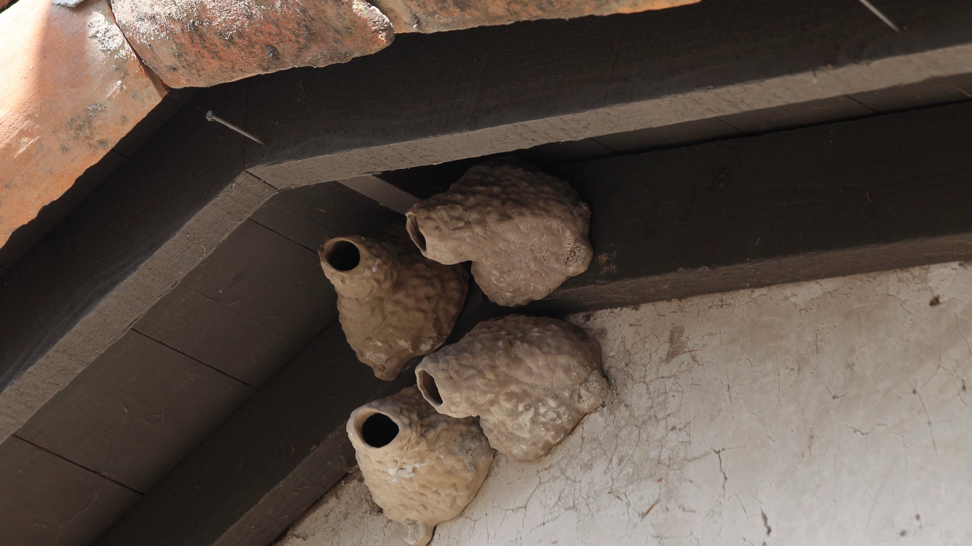 Serenading_Swallows_1