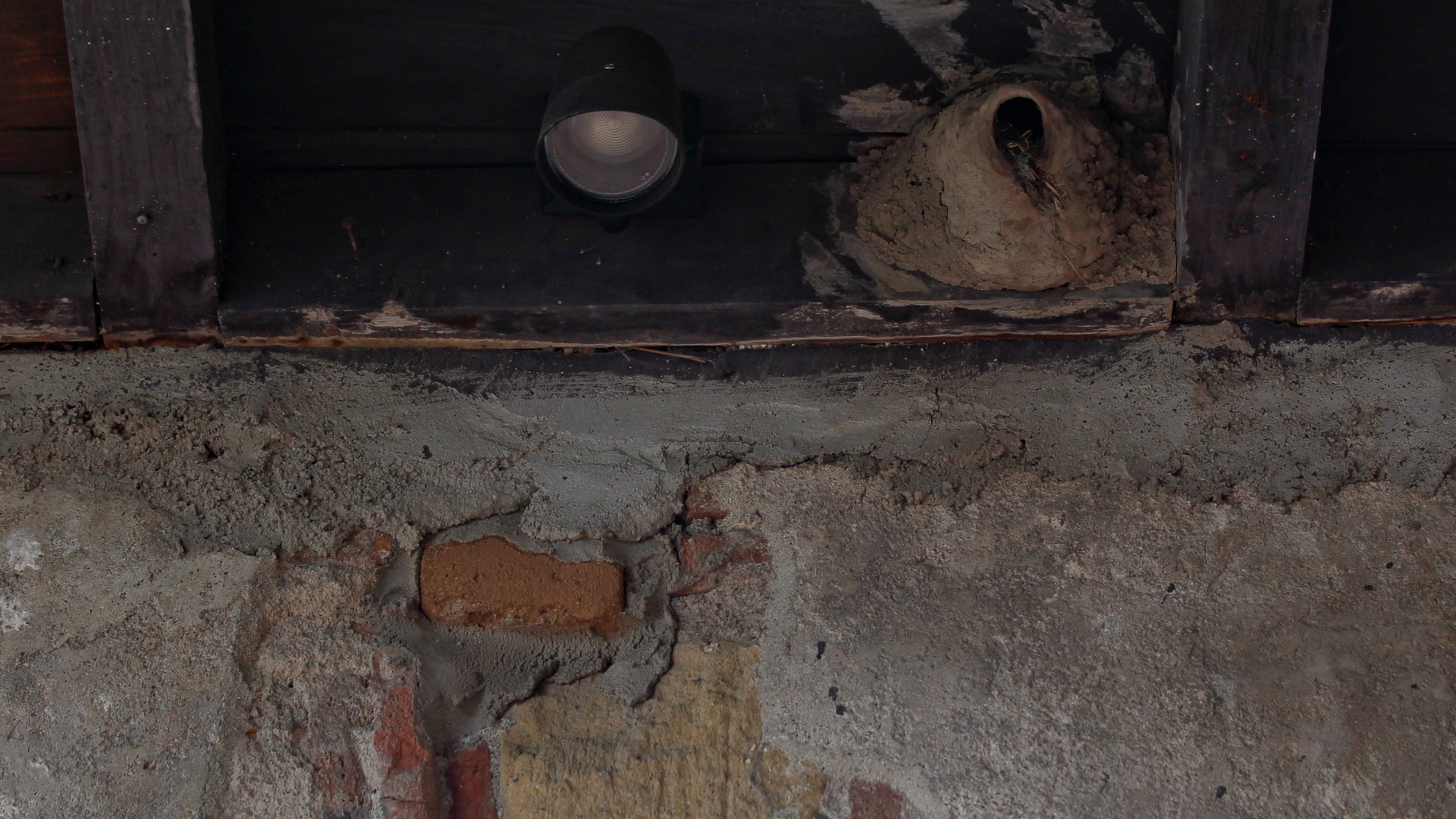 Serenading_Swallows_2