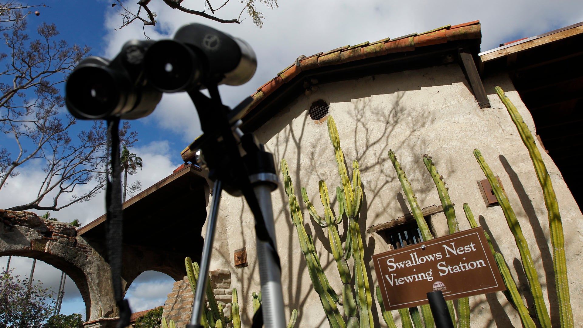 Serenading_Swallows_3