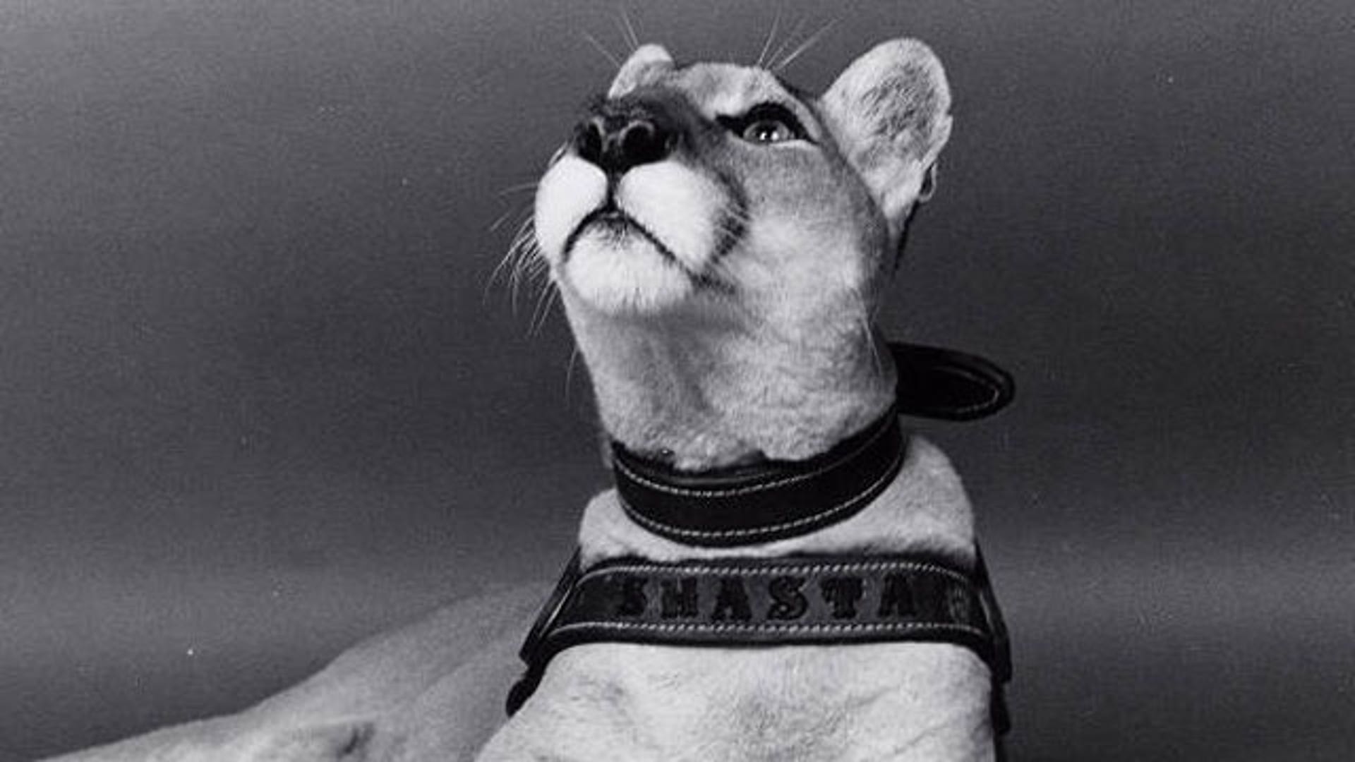 Shasta, The University of Houston's Mascot