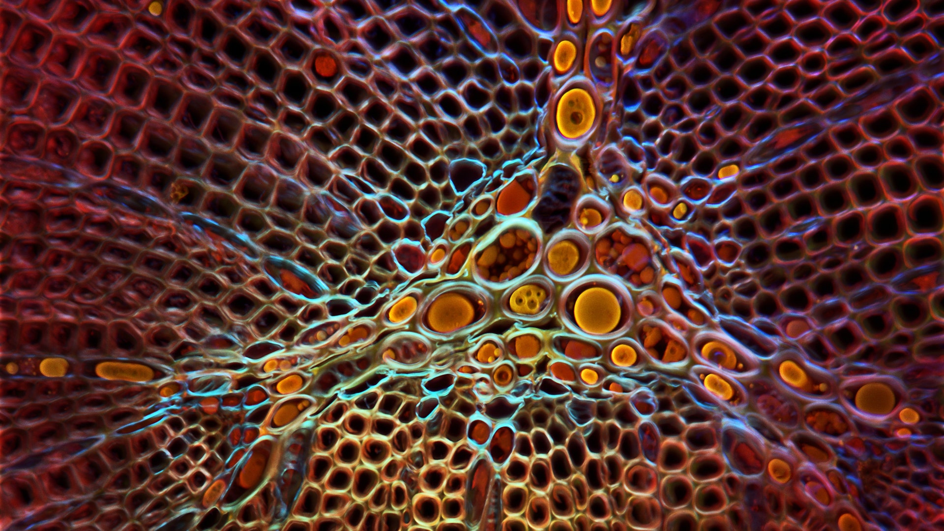 Siwanowicz_Entry_24815_Juniper