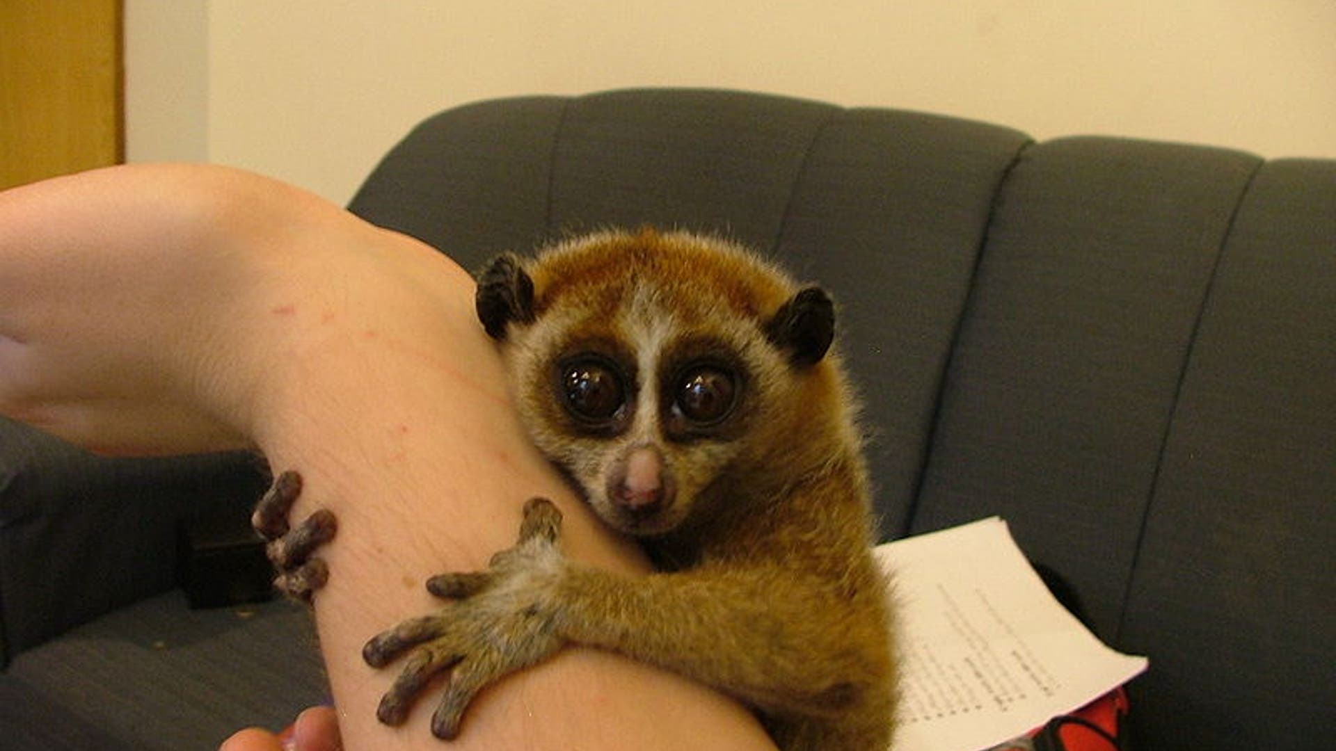Slow Loris