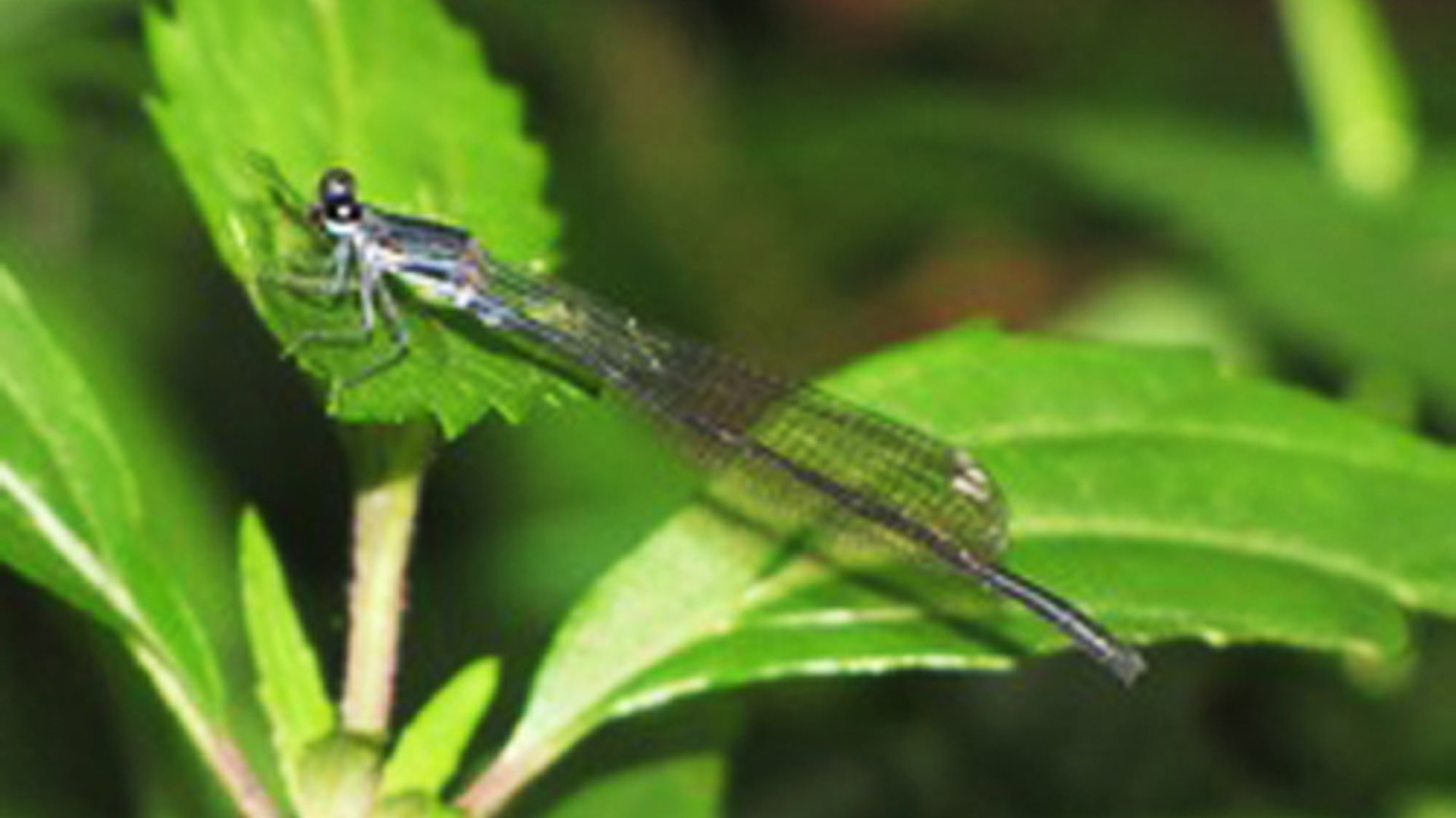 Smoky Winged Threadtail 
