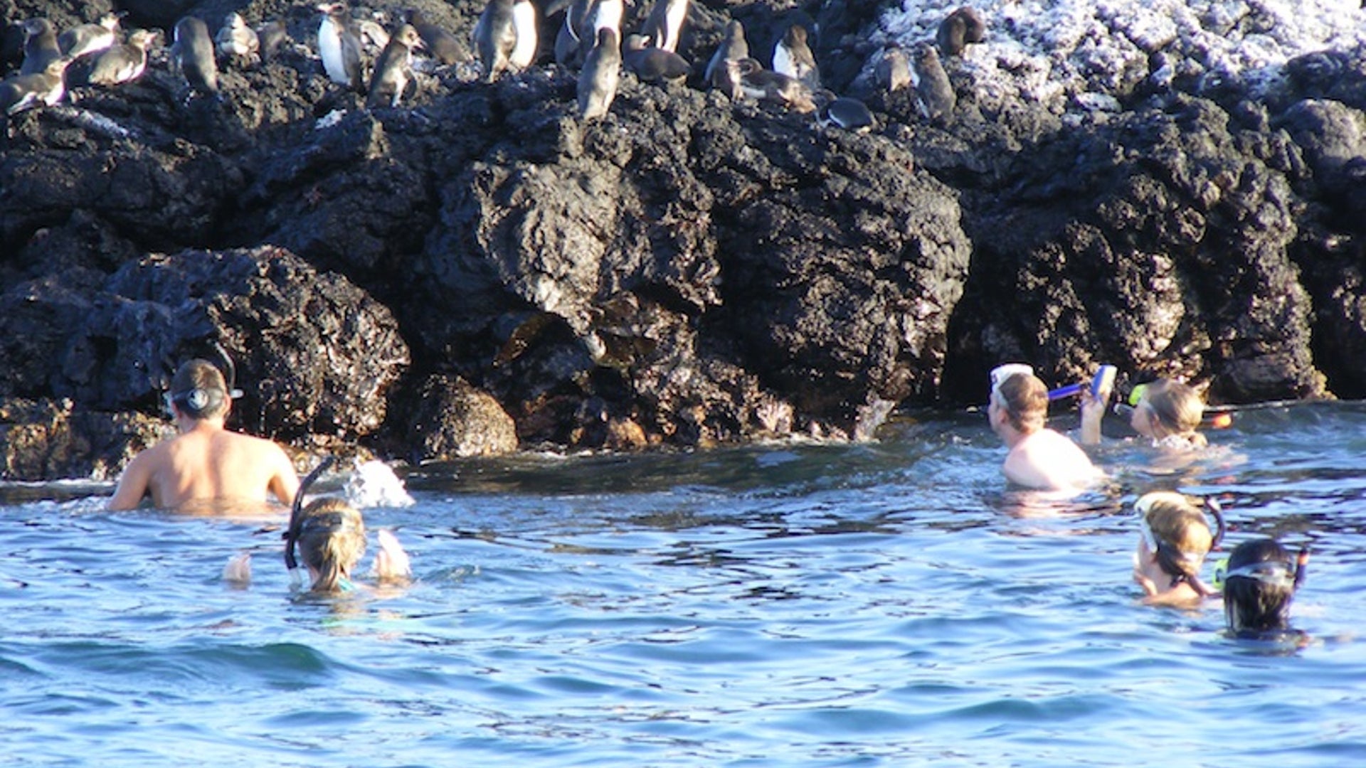 Snorkeling_with_Penguins_