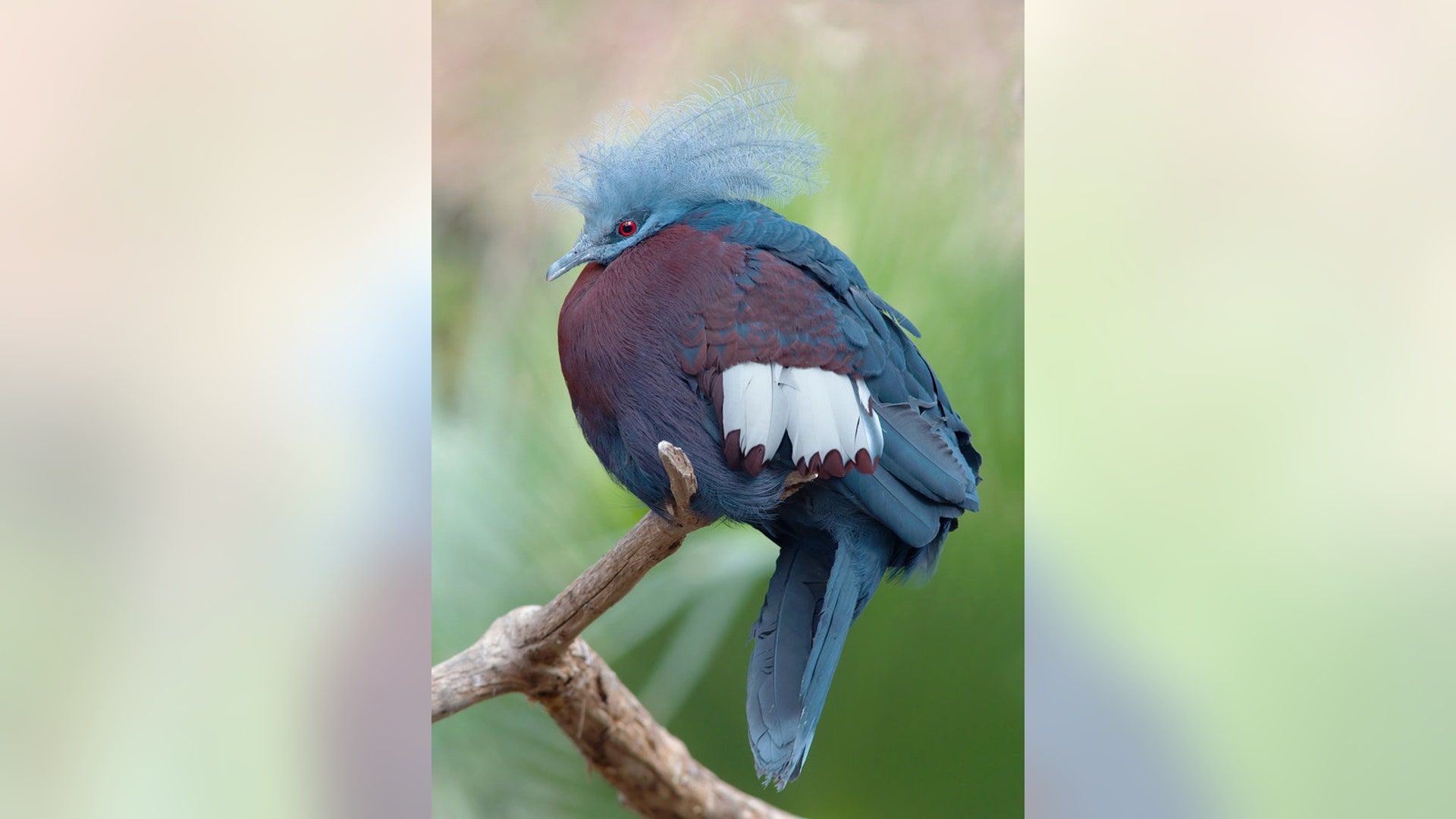 Southern_Crowned_Pigeon