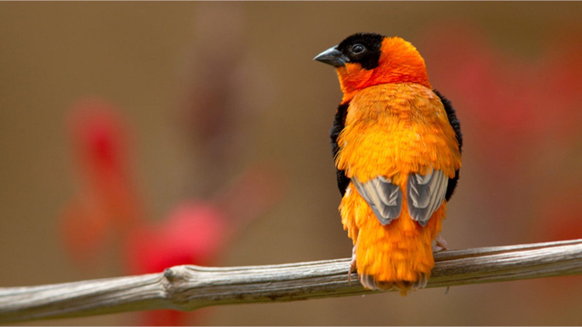 Southern_Red_Bishop