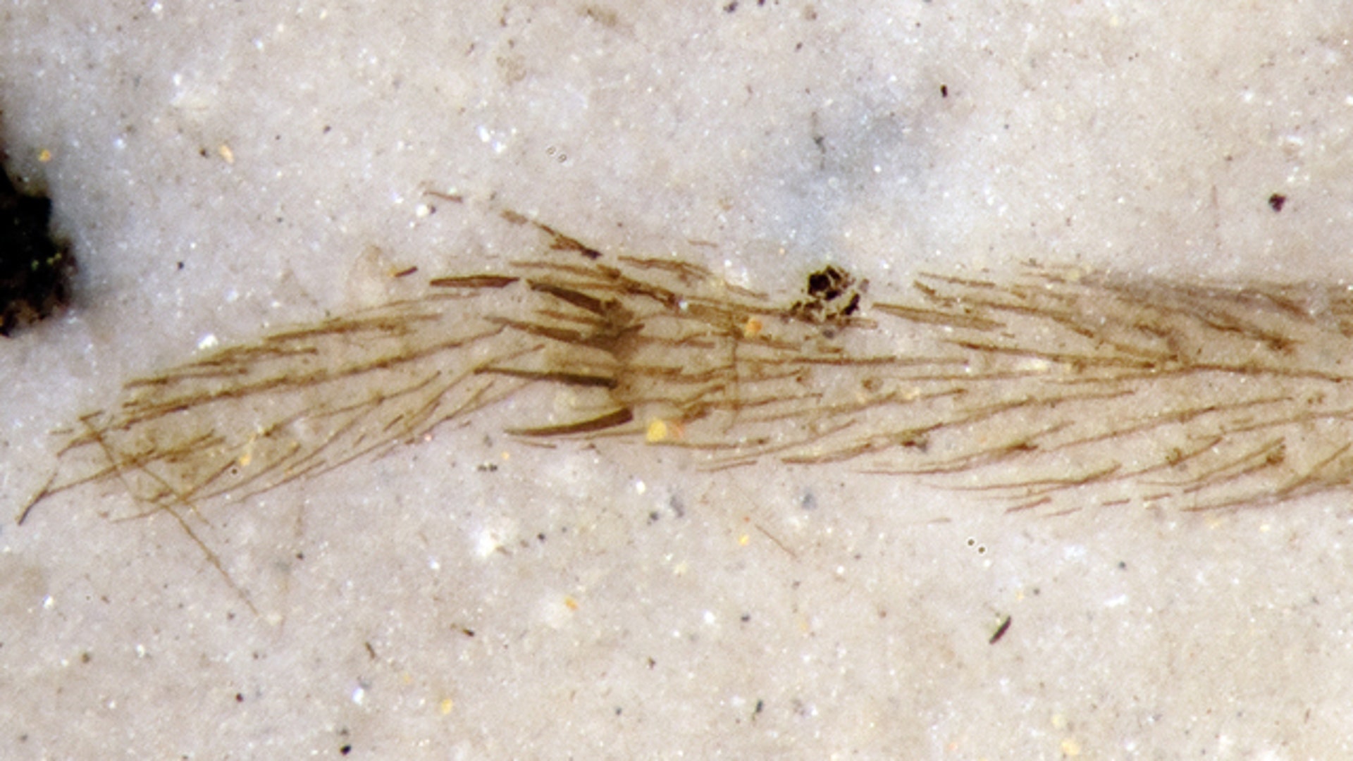 Spider Fossils, Up Close