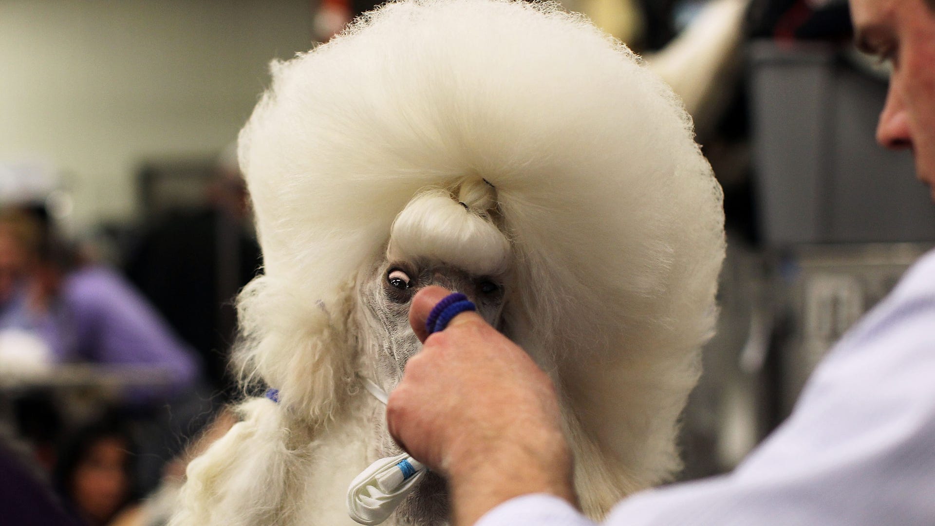 Standard_Poodle