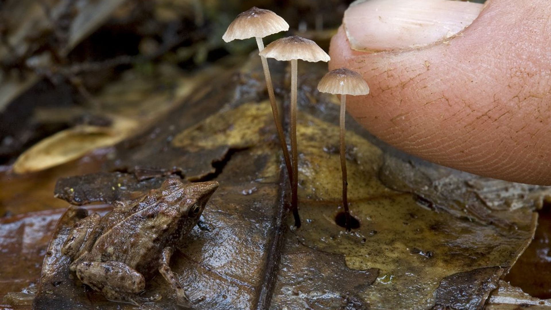 Super_Tiny_Frogs