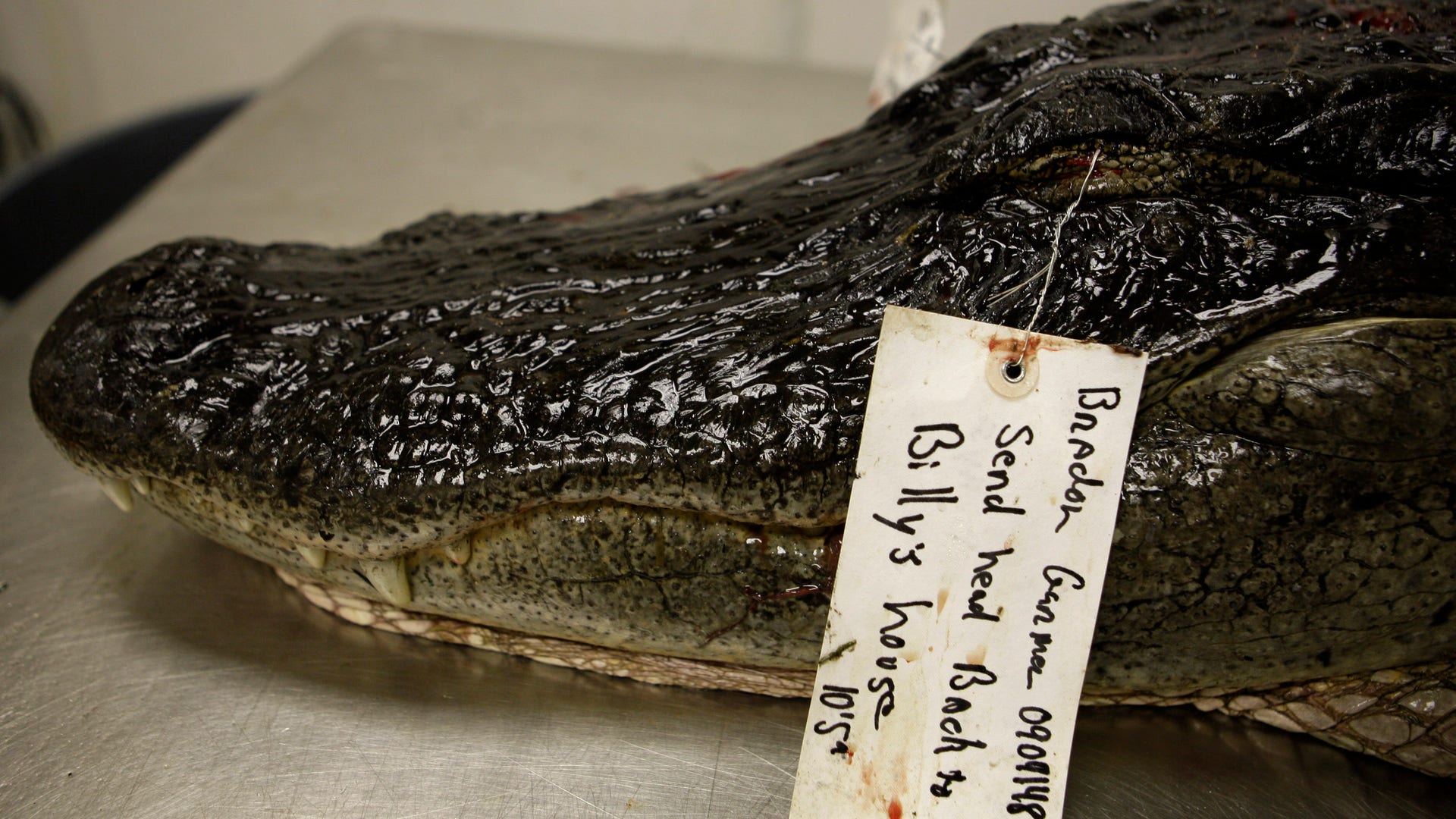 Alligator Meat, Before ...