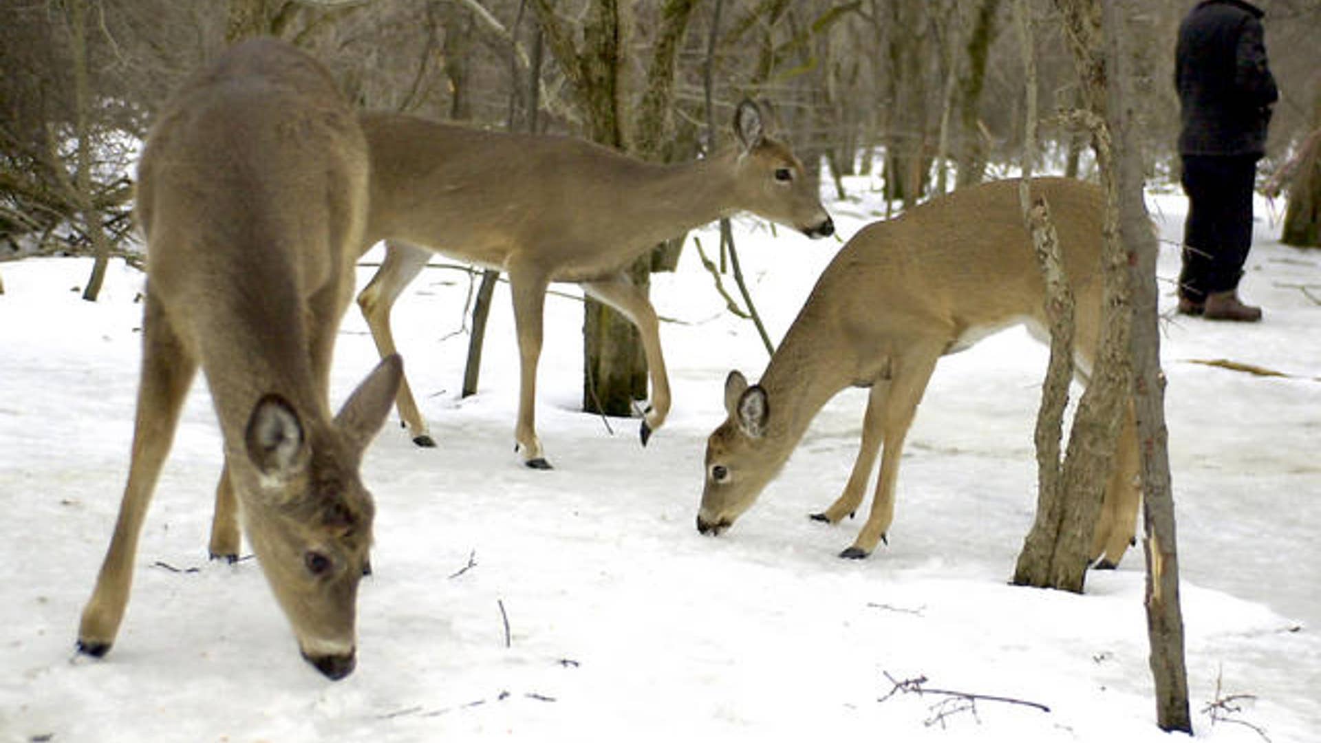 Thanksgiving slideshow deer.jpg   
